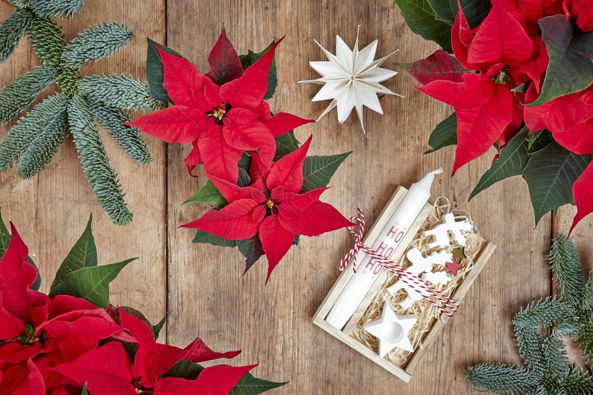 Wooden table with poinsettias, Christmas decorations, and wrapped gifts, ideal for teacher Christmas gift inspiration.