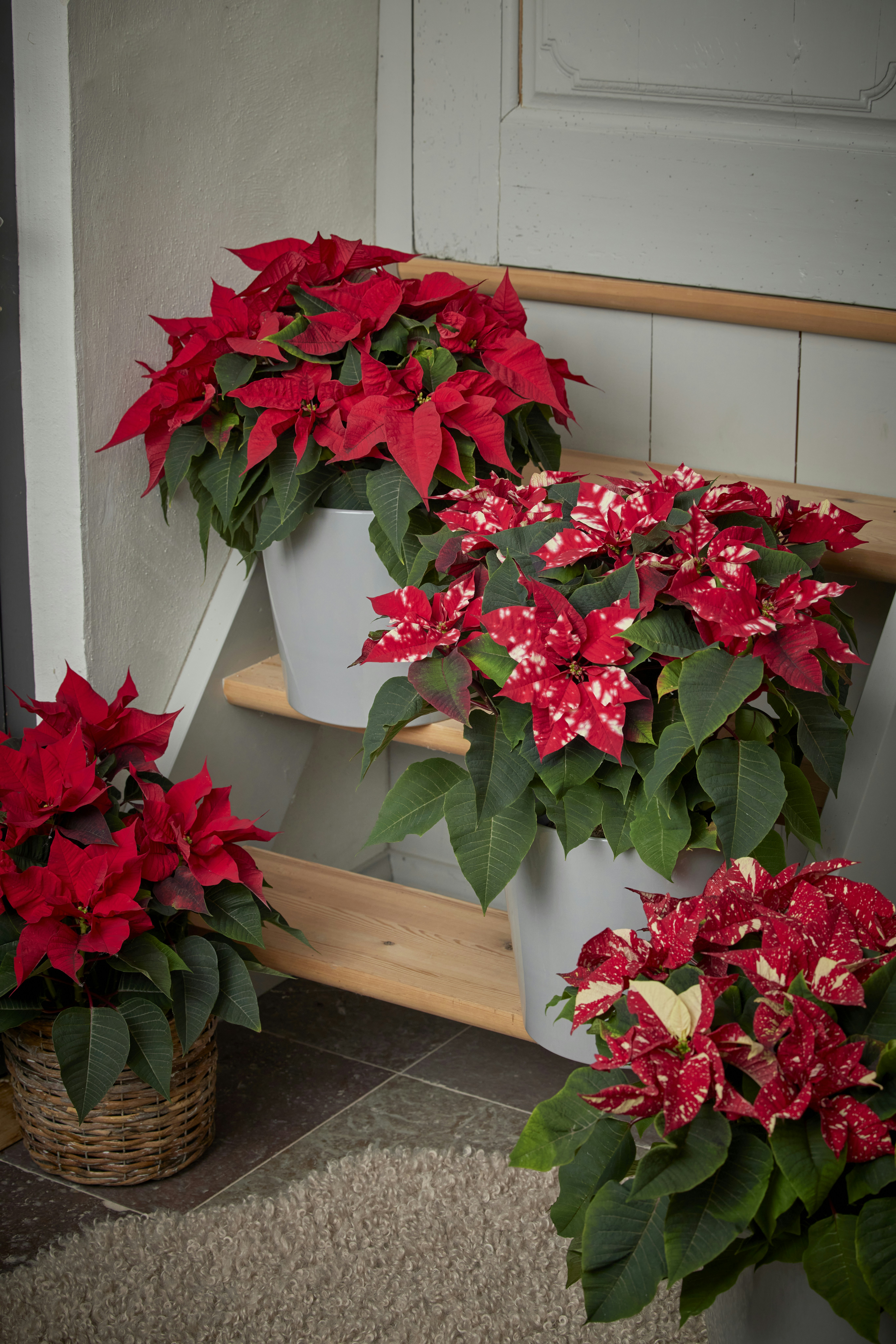 A bunch of red flowers that are on a step