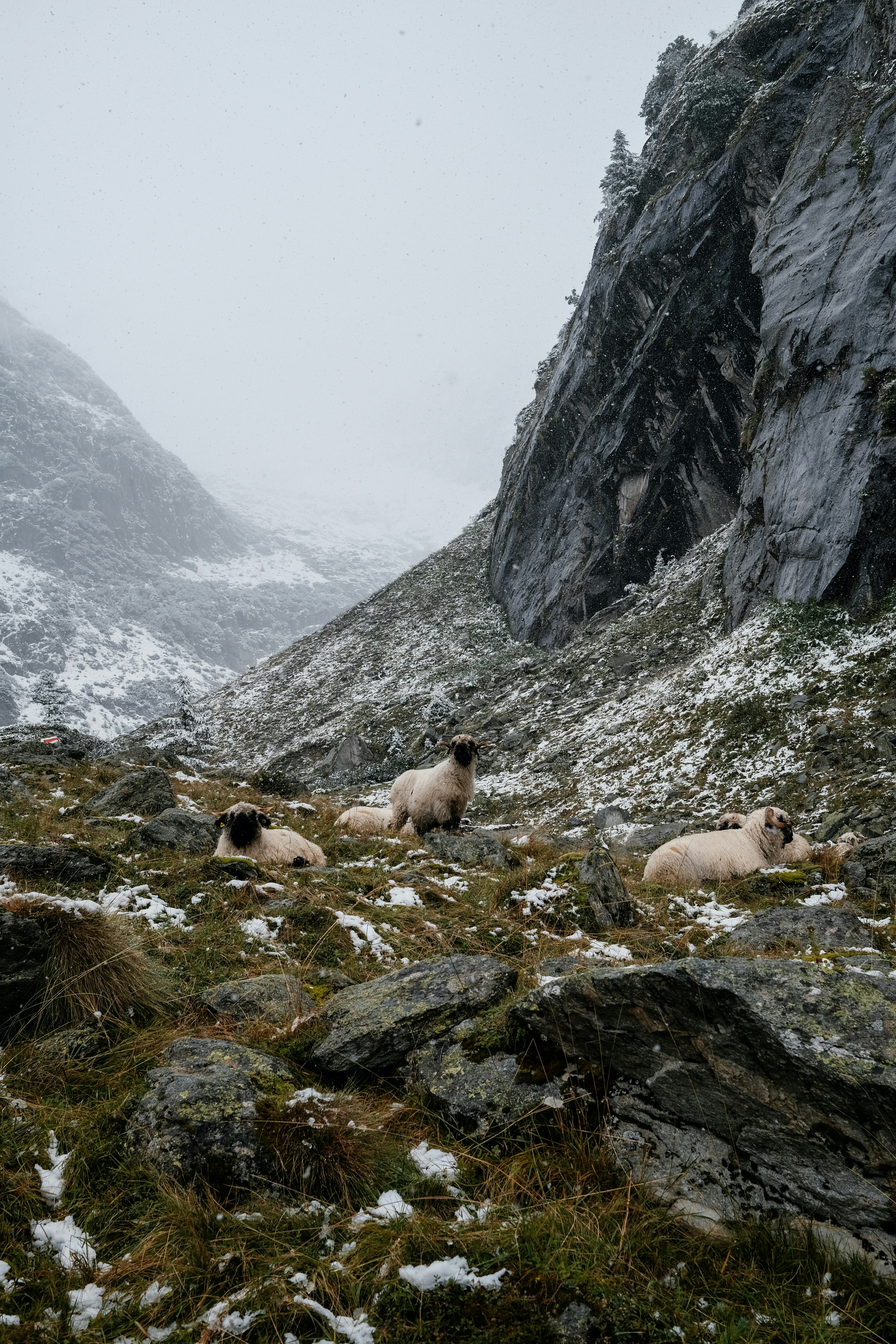 A group of sheep laying on top of a snow covered hillside
