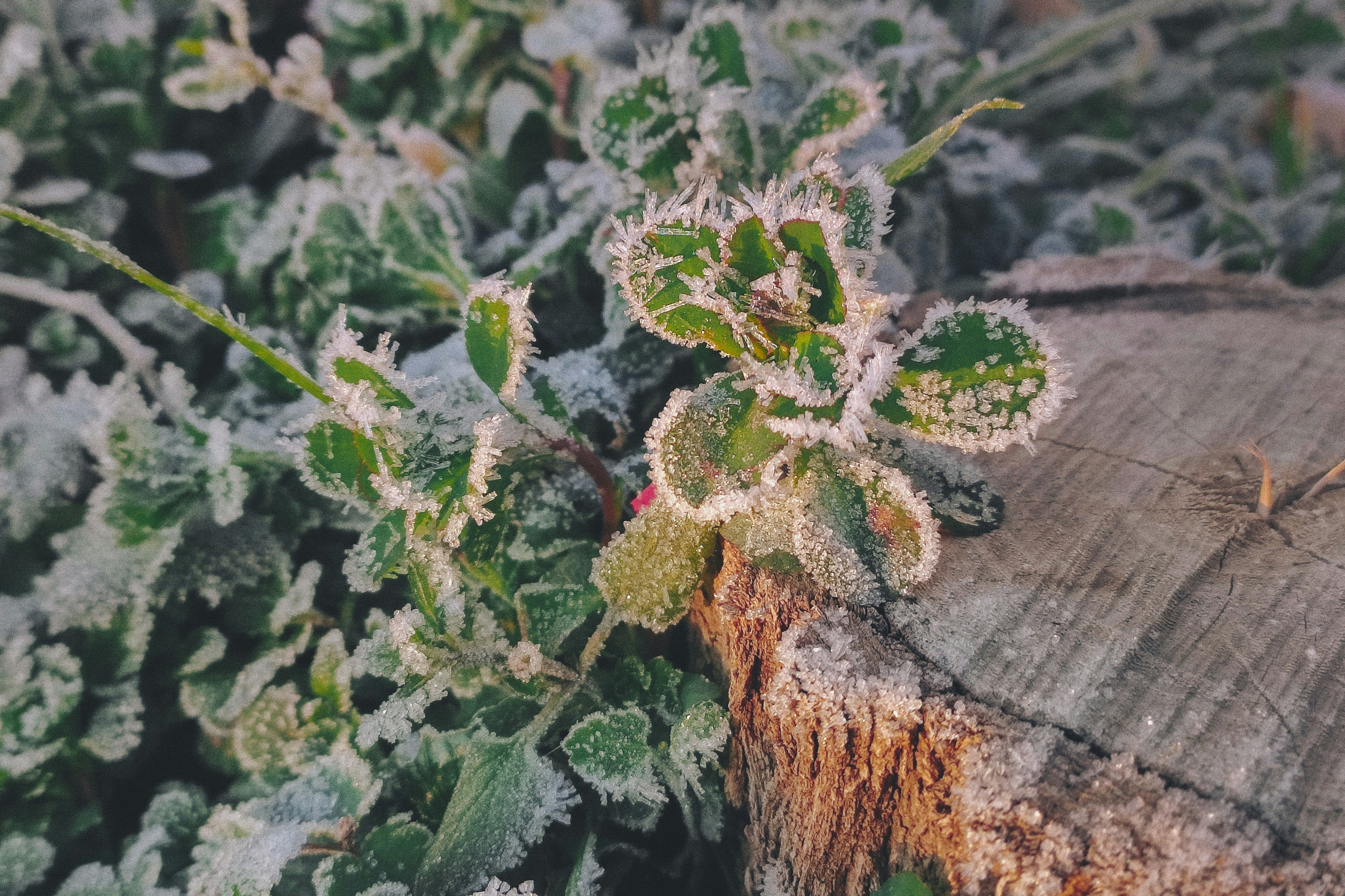 A close up of a plant on a tree stump