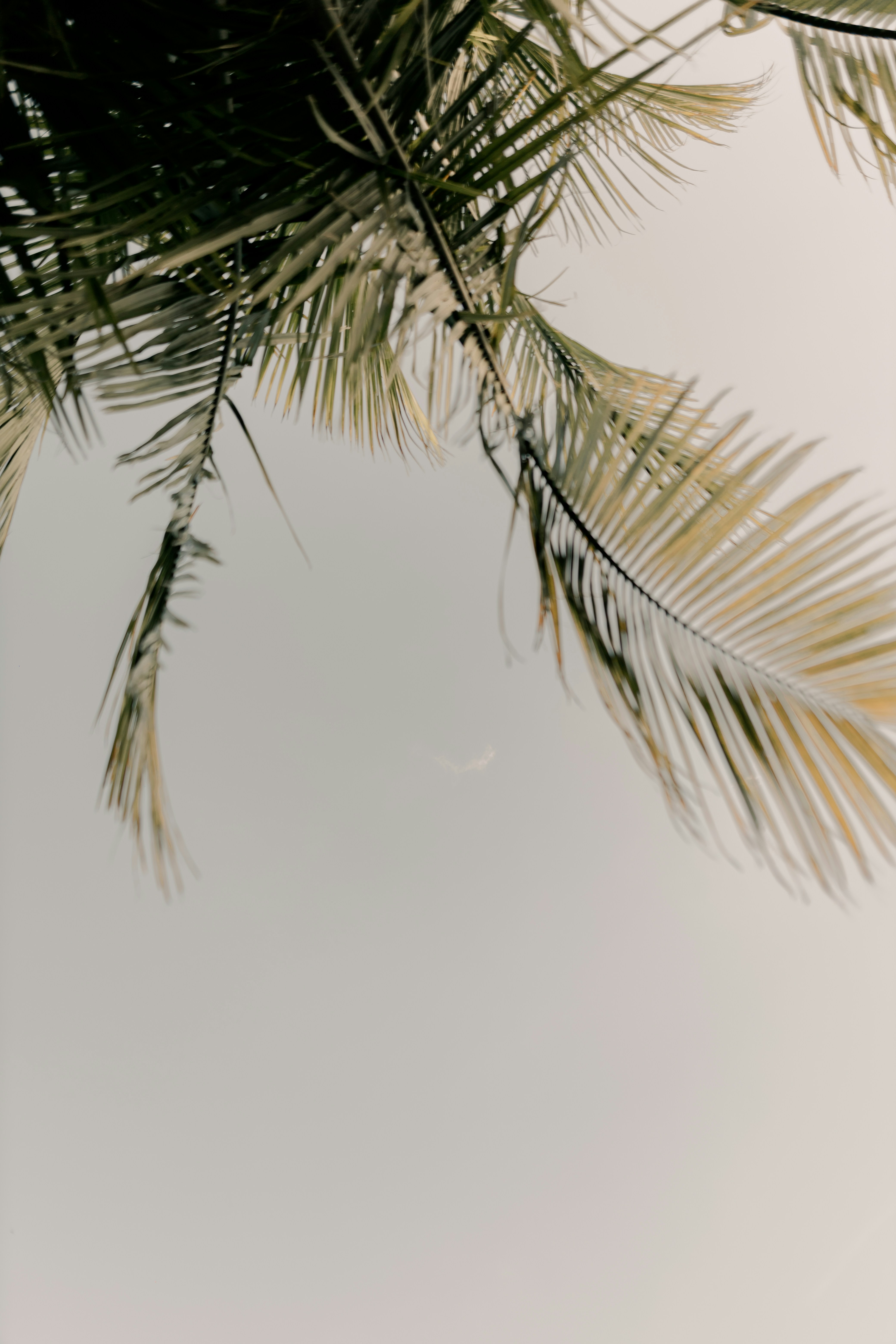 Photo by alexandermassph