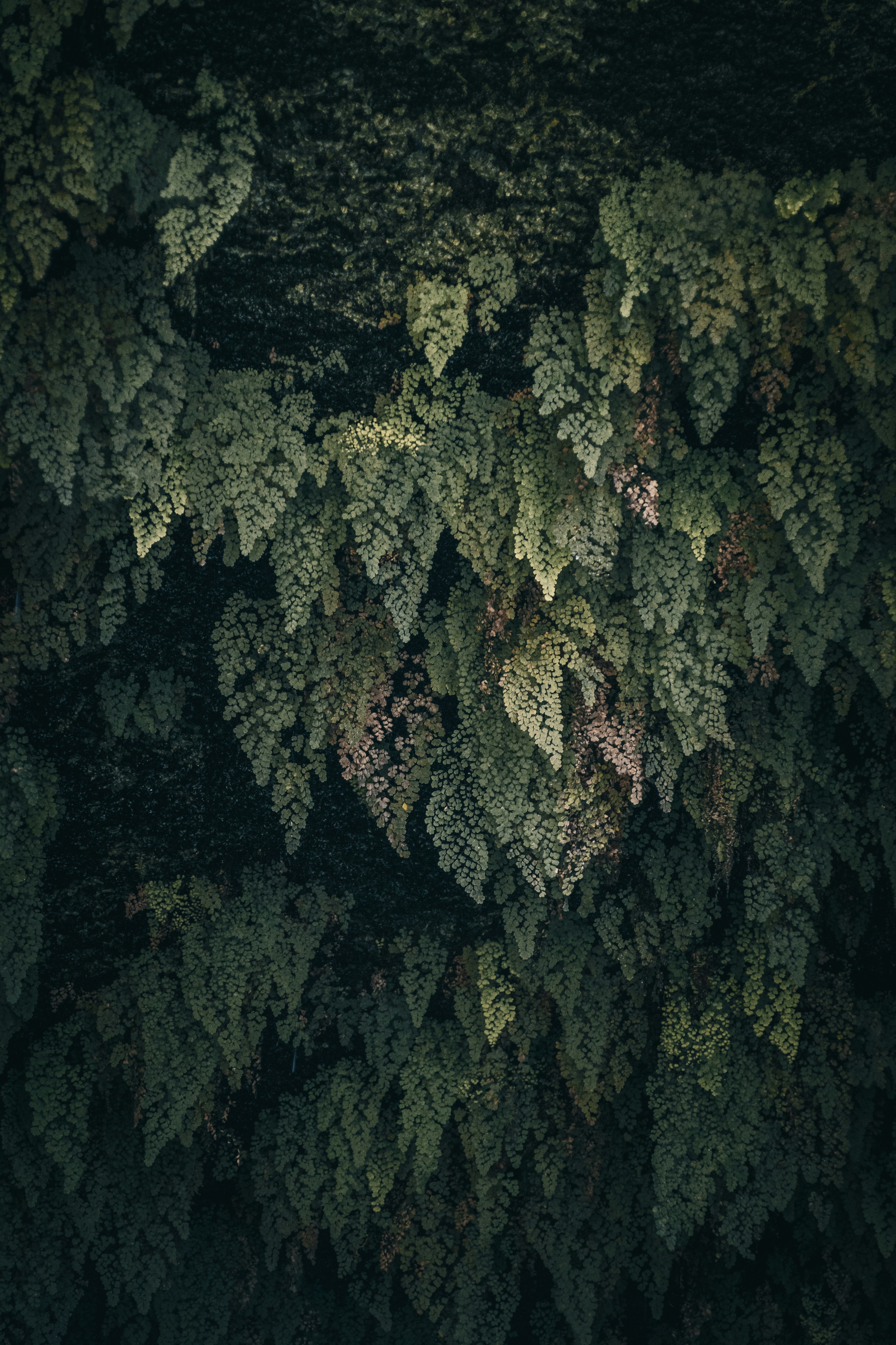 Un árbol grande con muchas hojas verdes