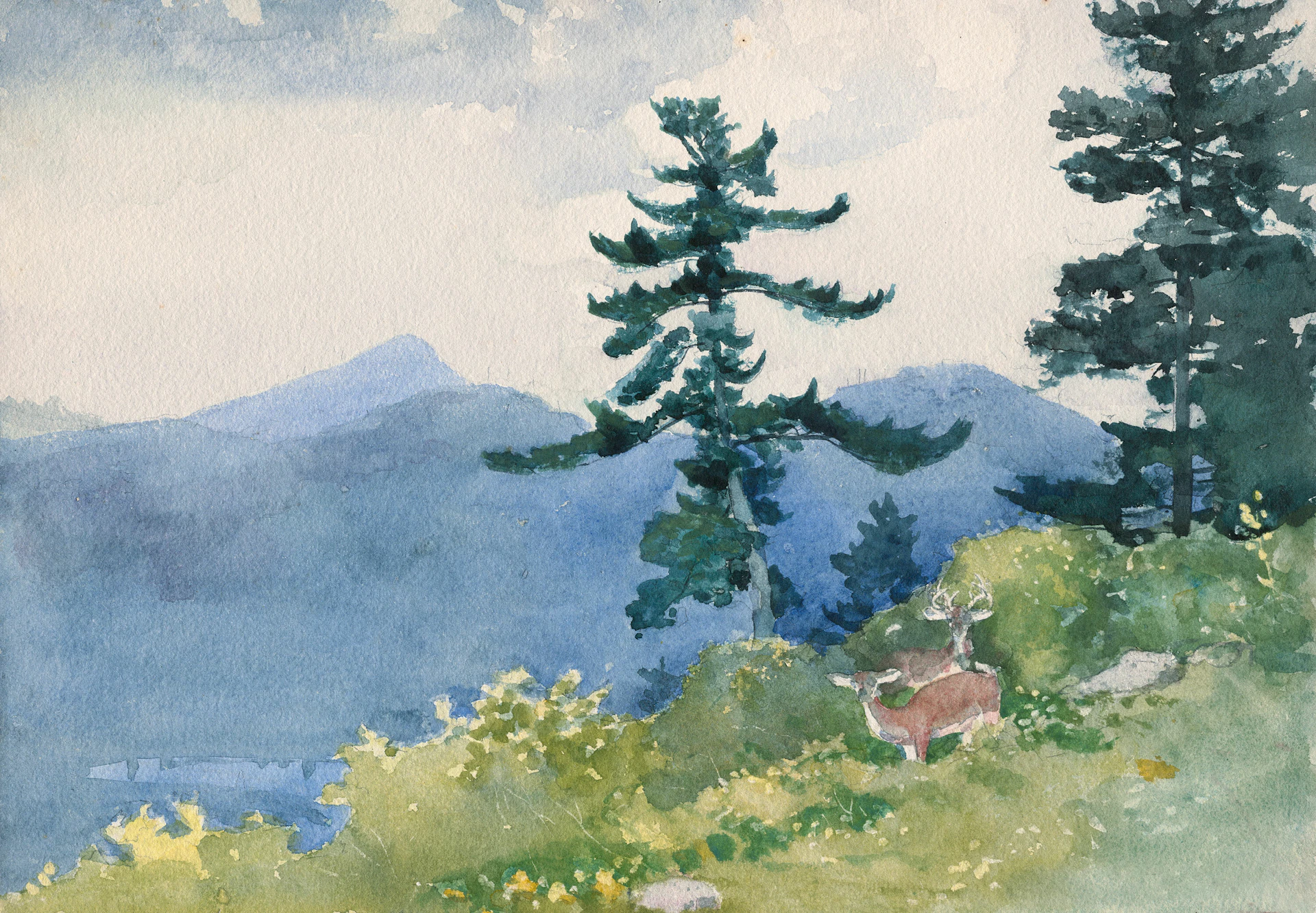 Deer grazing on a grassy hillside with mountains behind