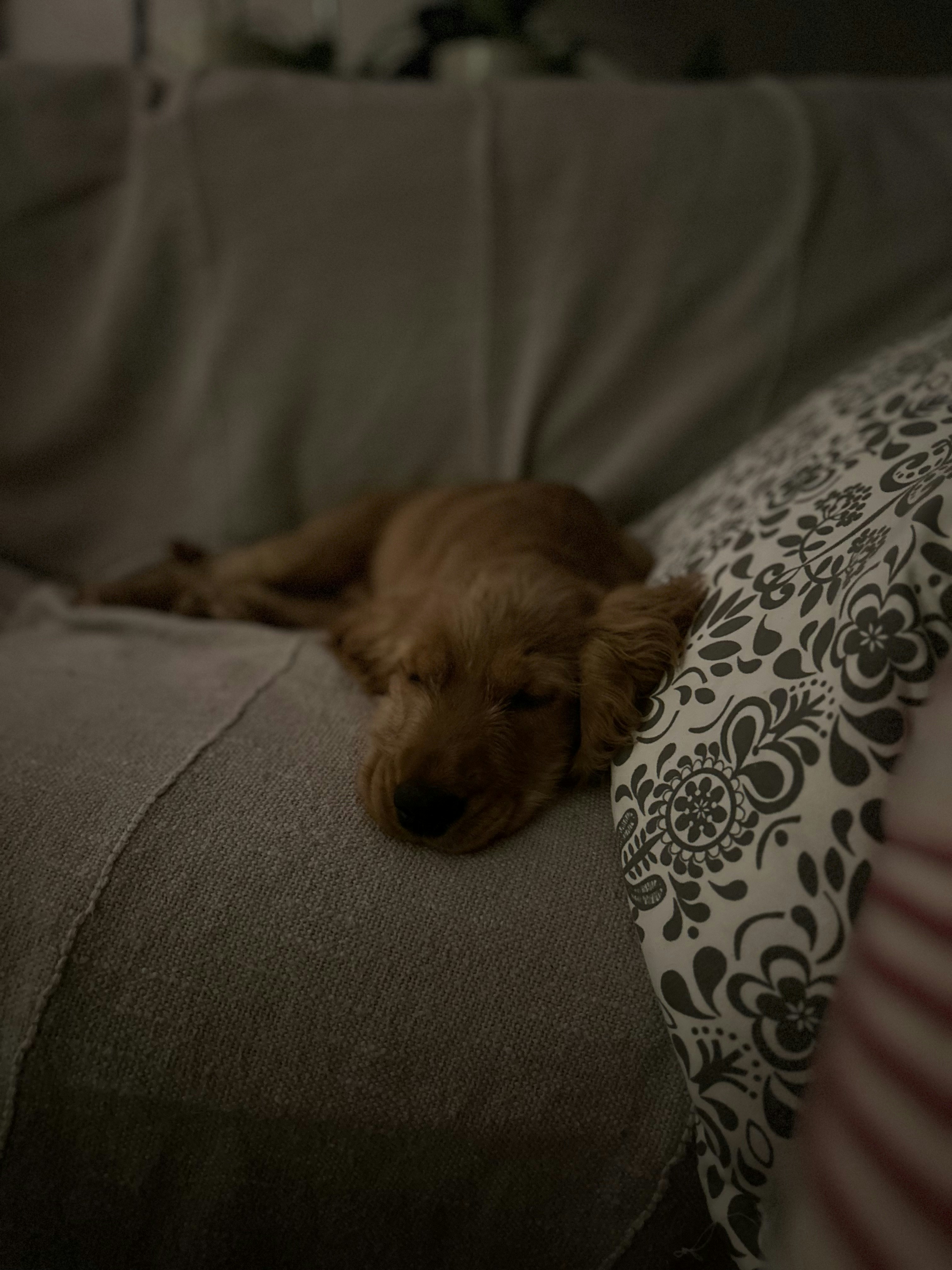 A brown dog laying on top of a couch photo – Free Animal Image on Unsplash