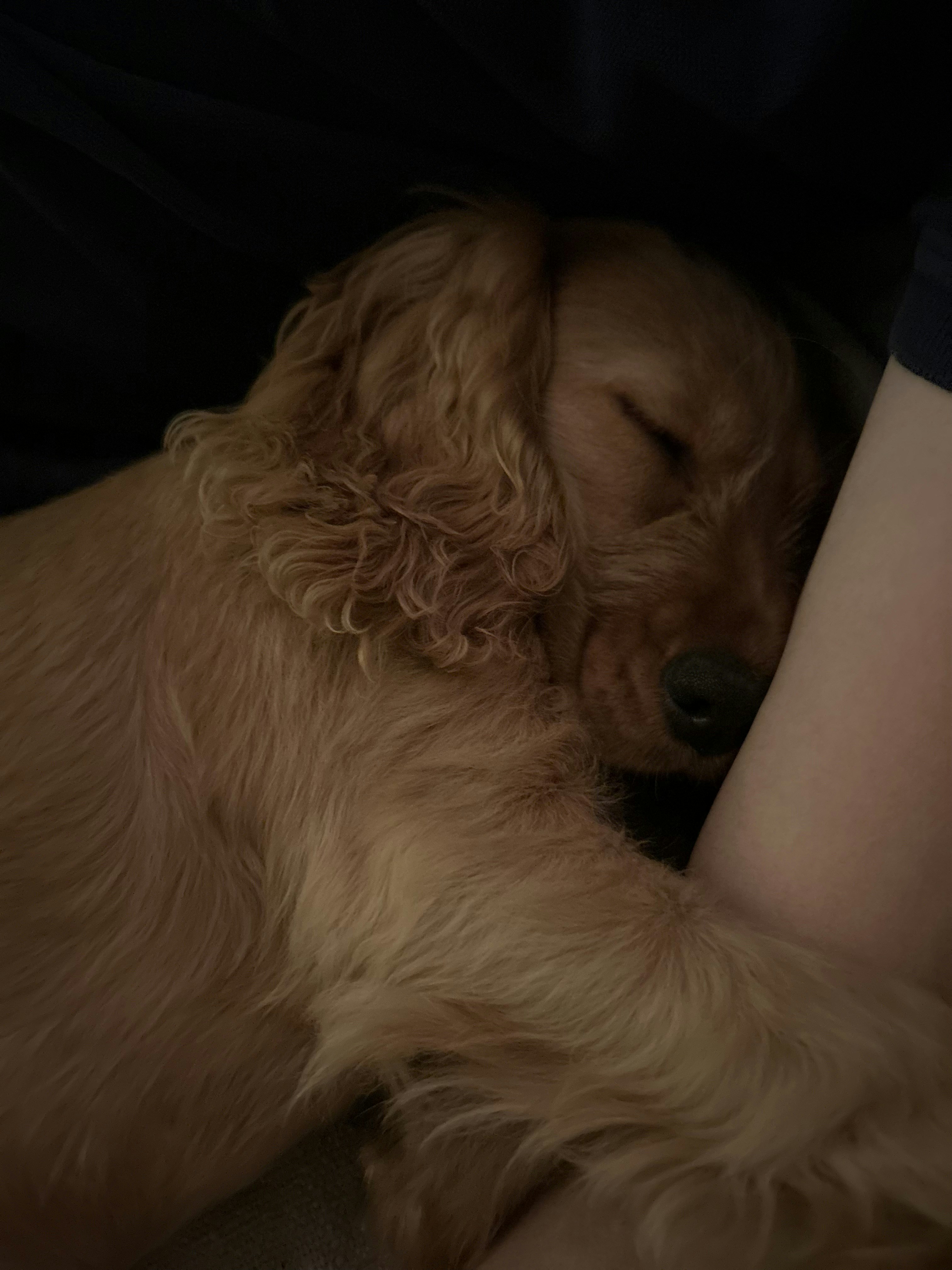 A dog is sleeping on a person's lap