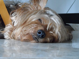A small dog laying on the floor next to a chair