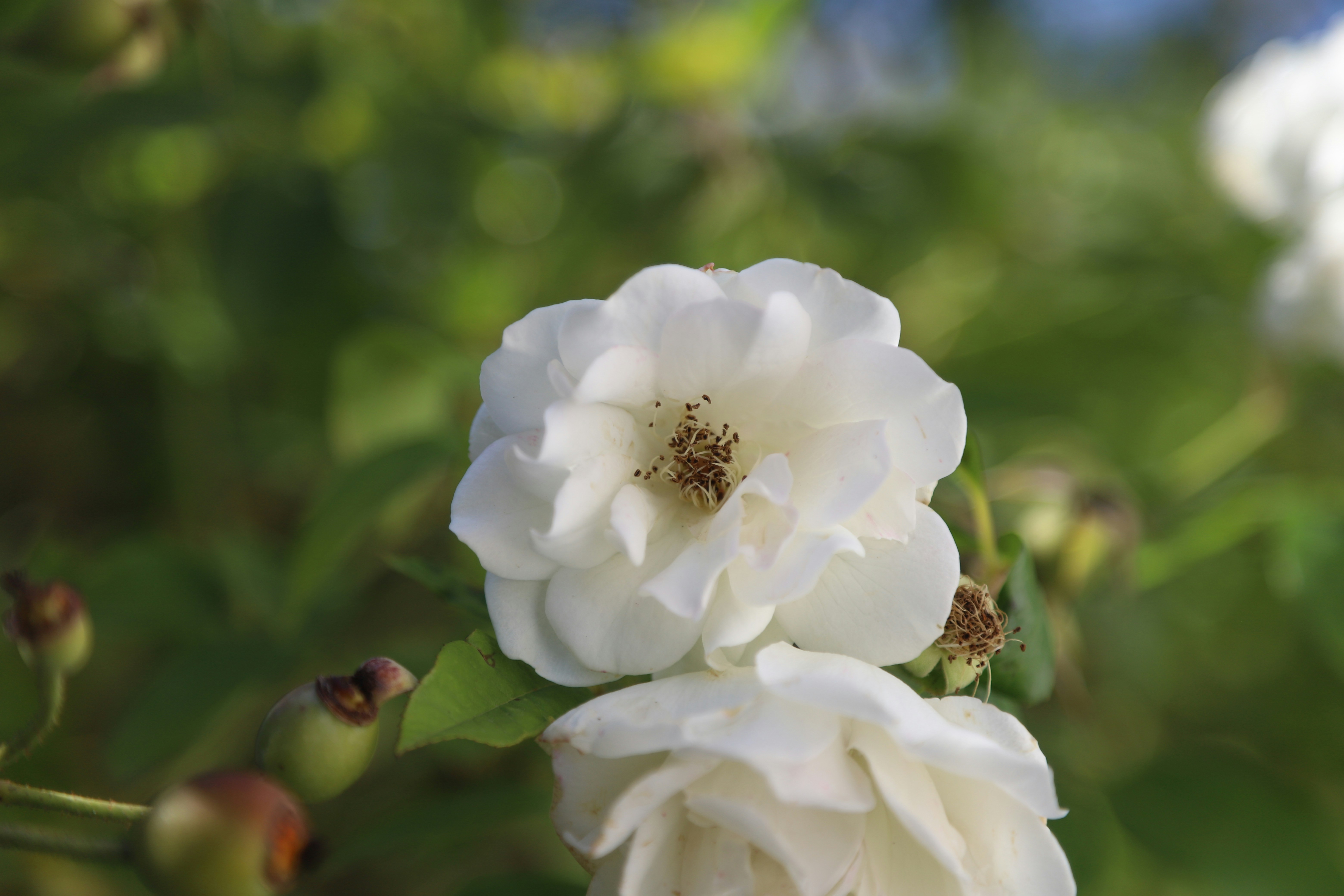 A close up of a white flower on a bush