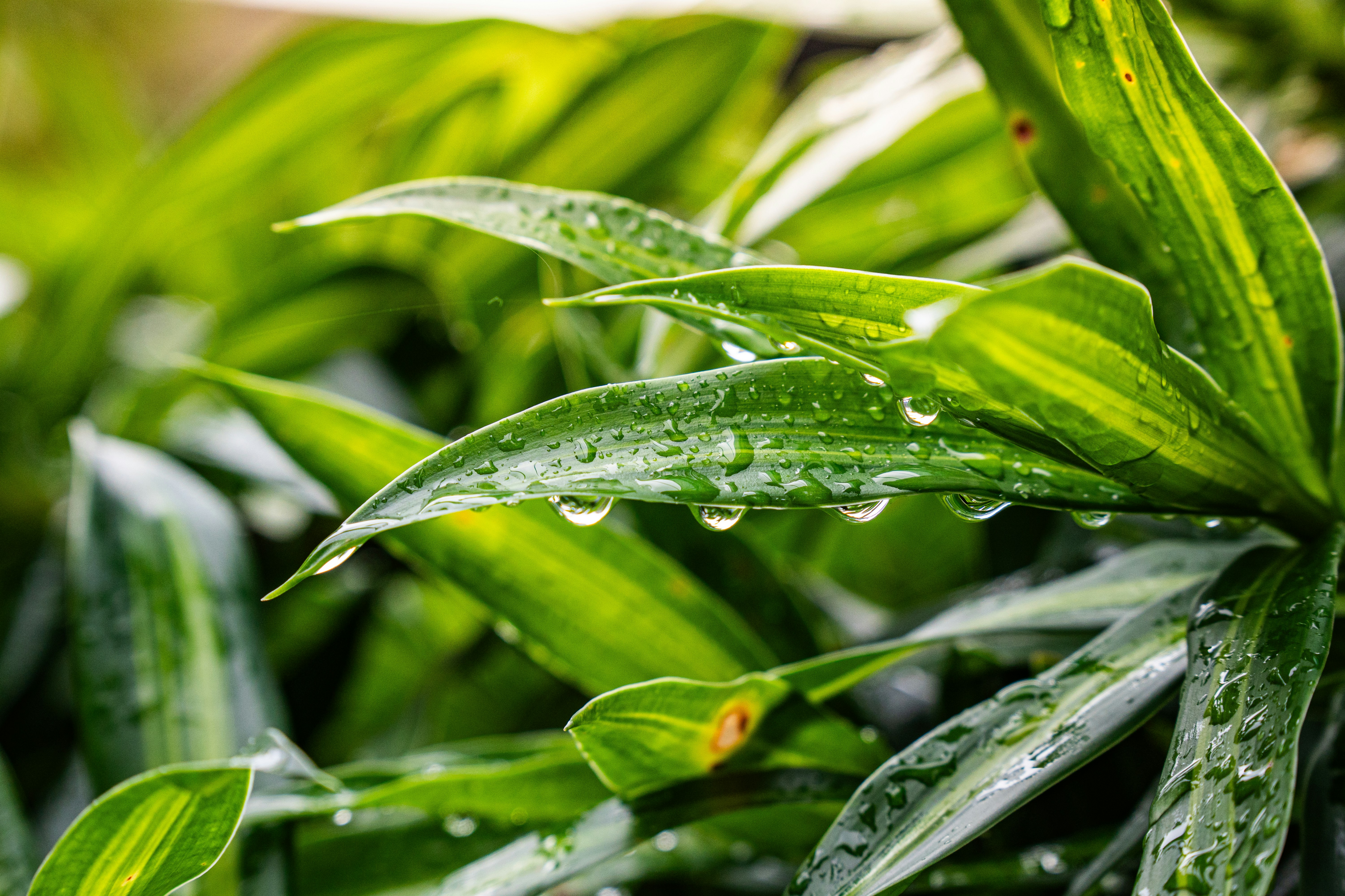 A green plant with water drops on it