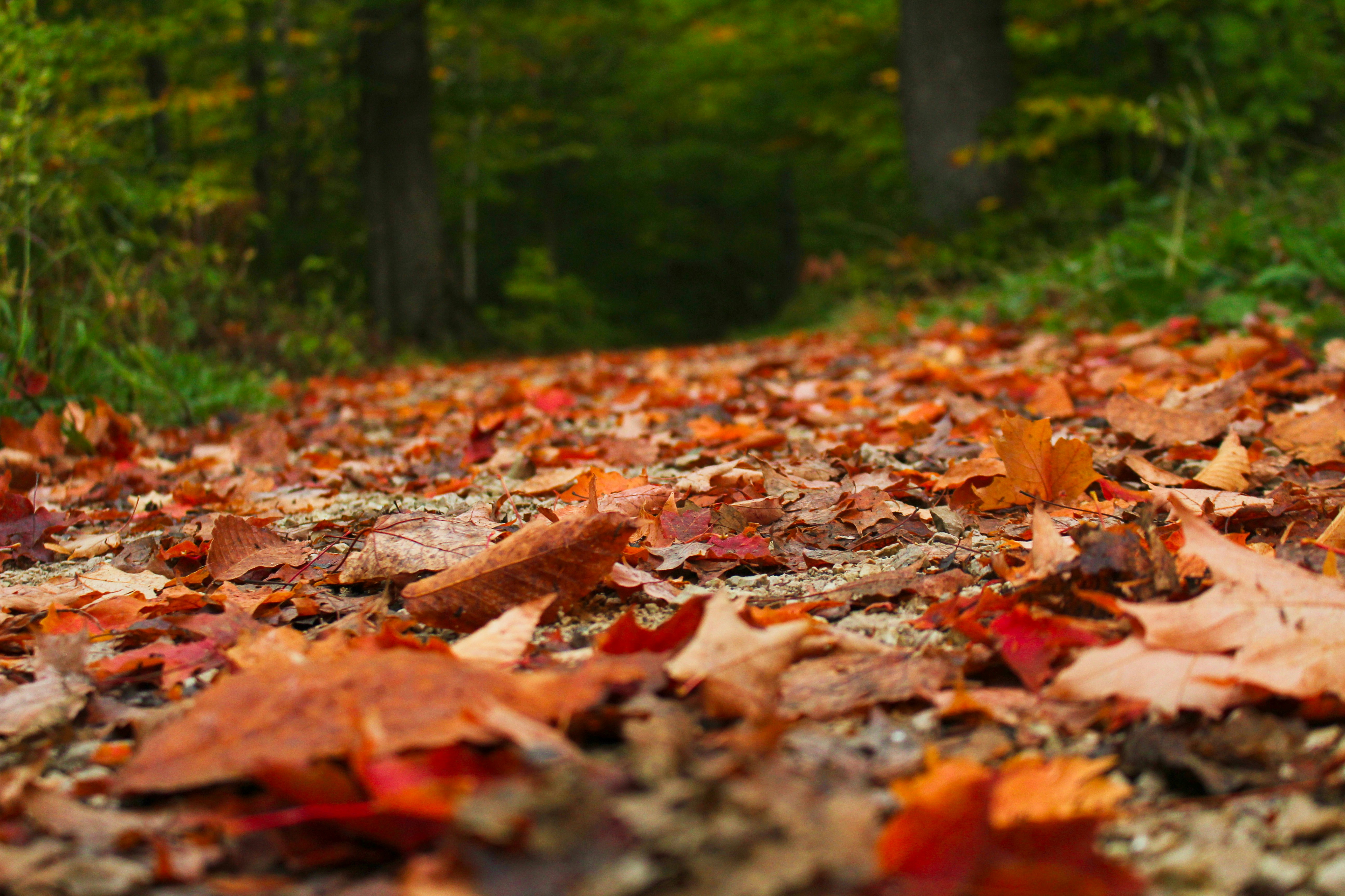 Photo by elijahaustin