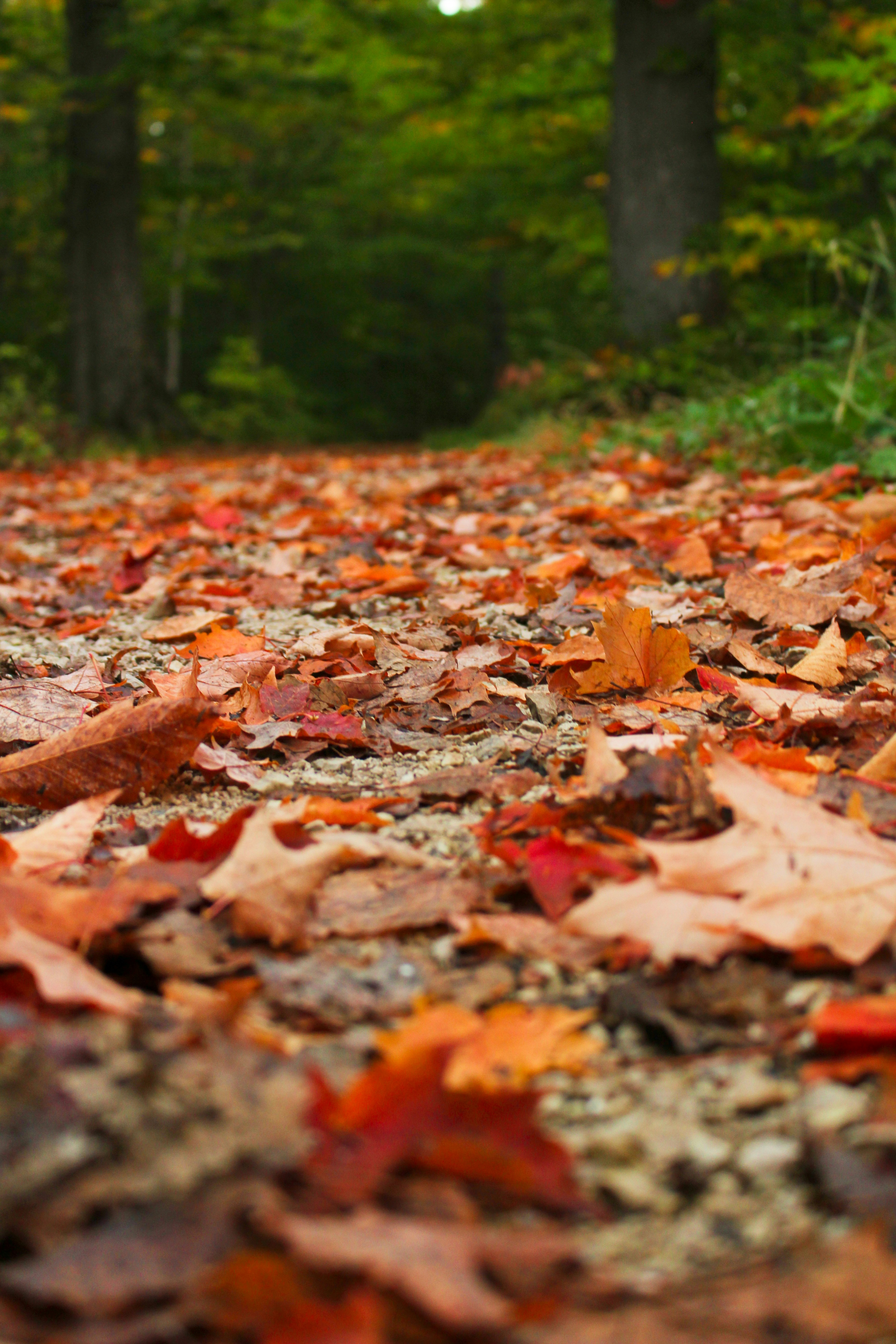 Photo by elijahaustin