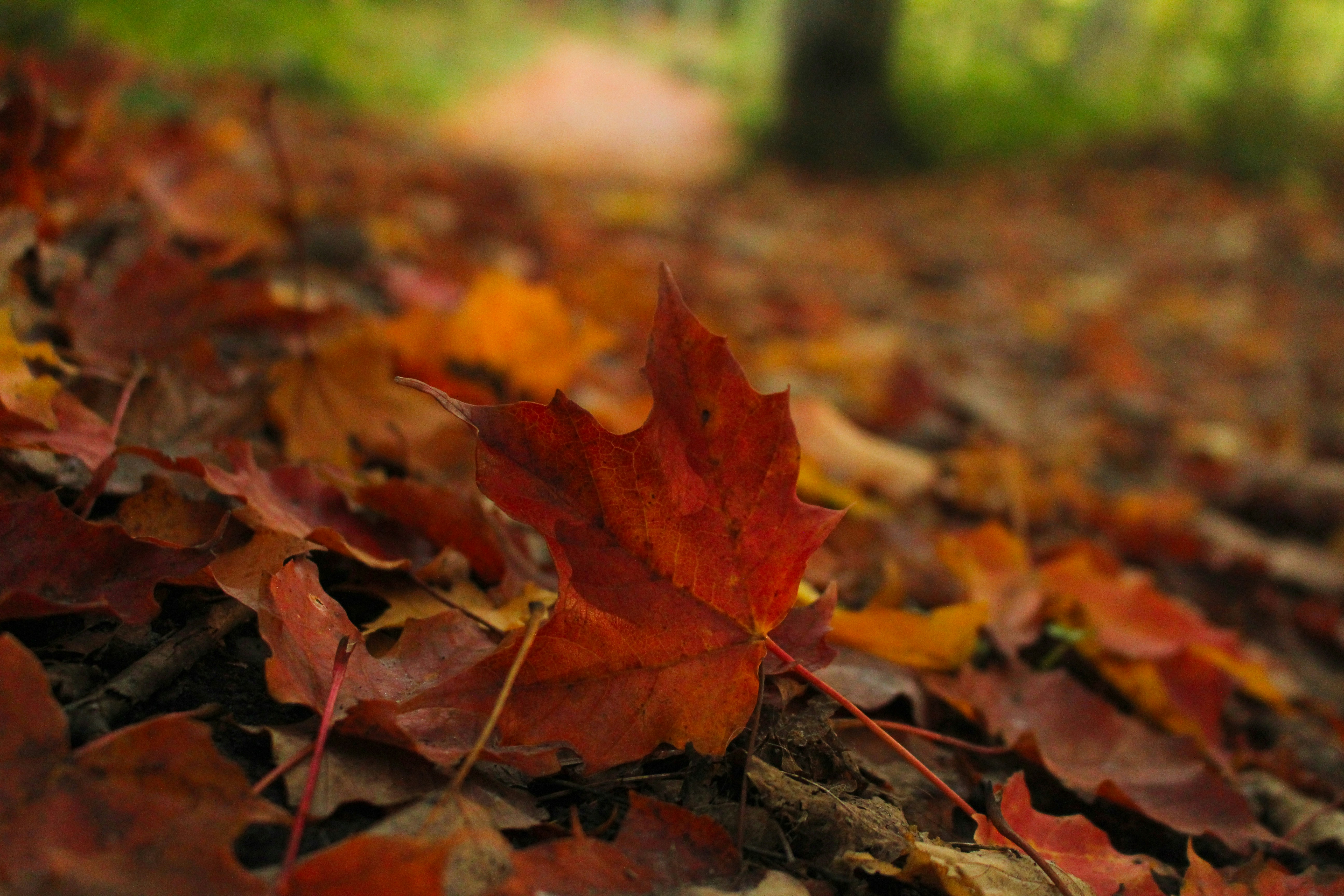 Photo by elijahaustin