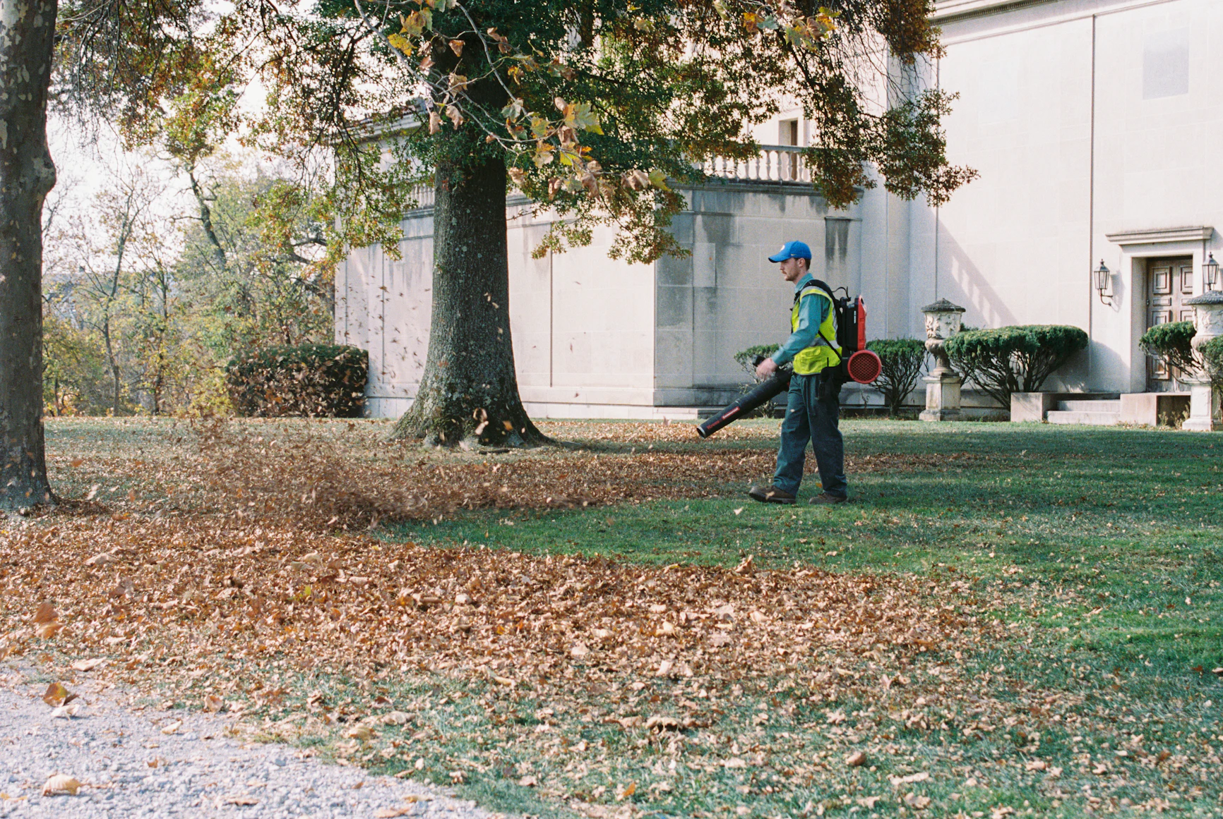 Gardener removing dry fallen
    leaves from a potted indoor plant