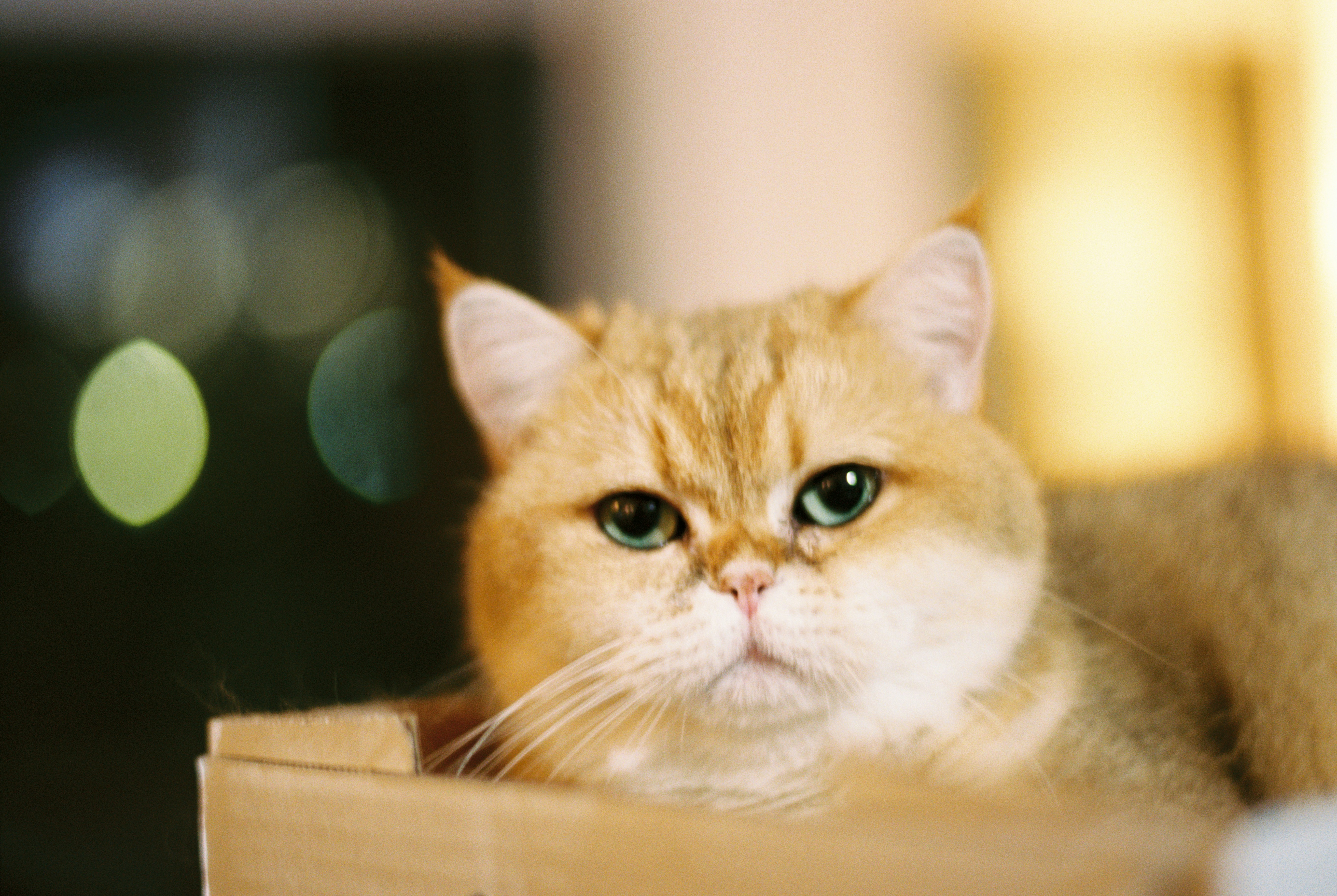 Photo by zhenyao_photo