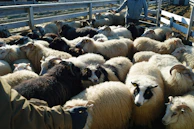 A herd of sheep standing next to each other in a pen