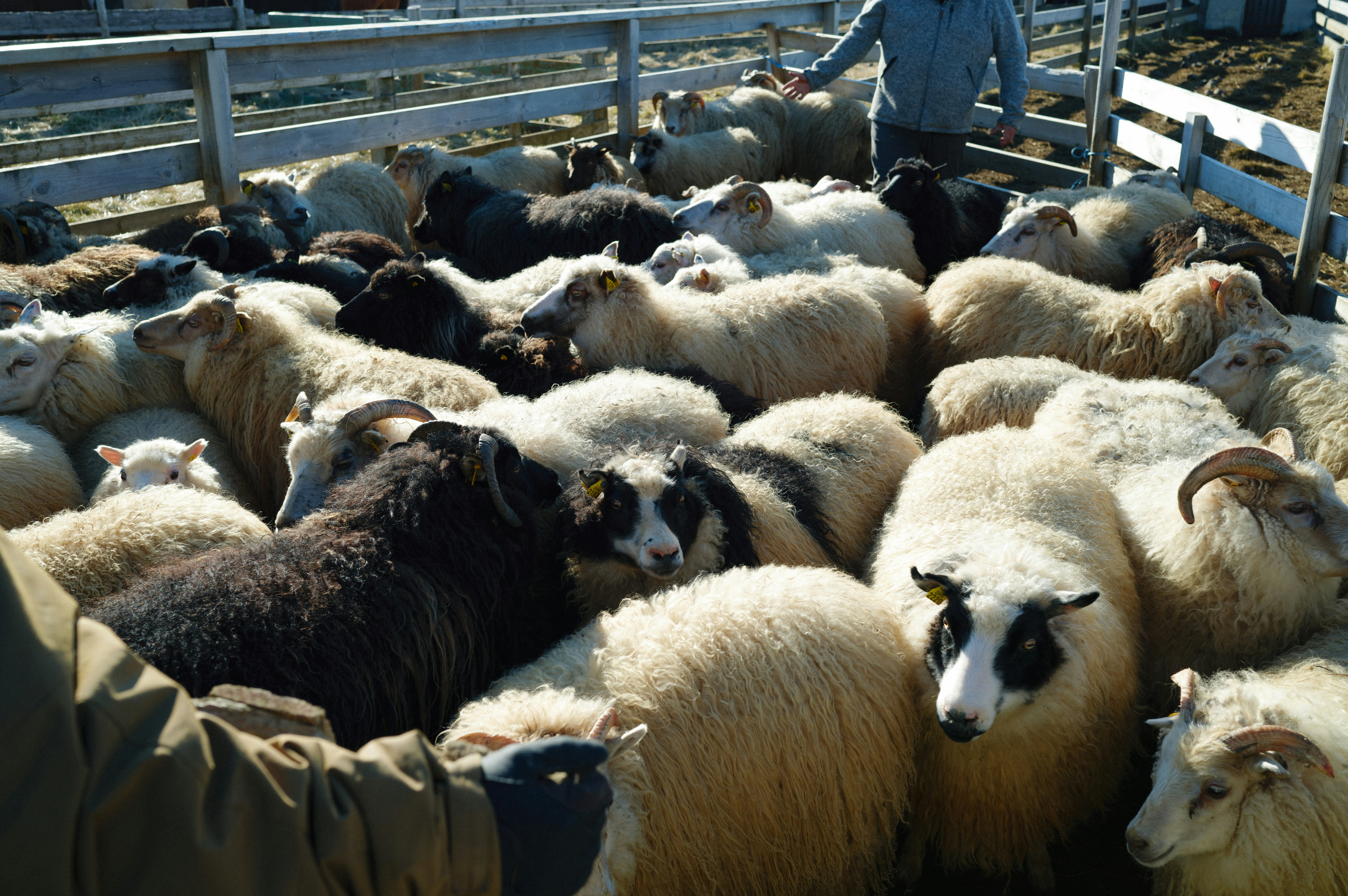 Los precios de la RAM muestran signos de estabilización, aunque a niveles inflados: algunos módulos se están estabilizando en precio, mientras que los aumentos en kits de gama alta se están reduciendo.