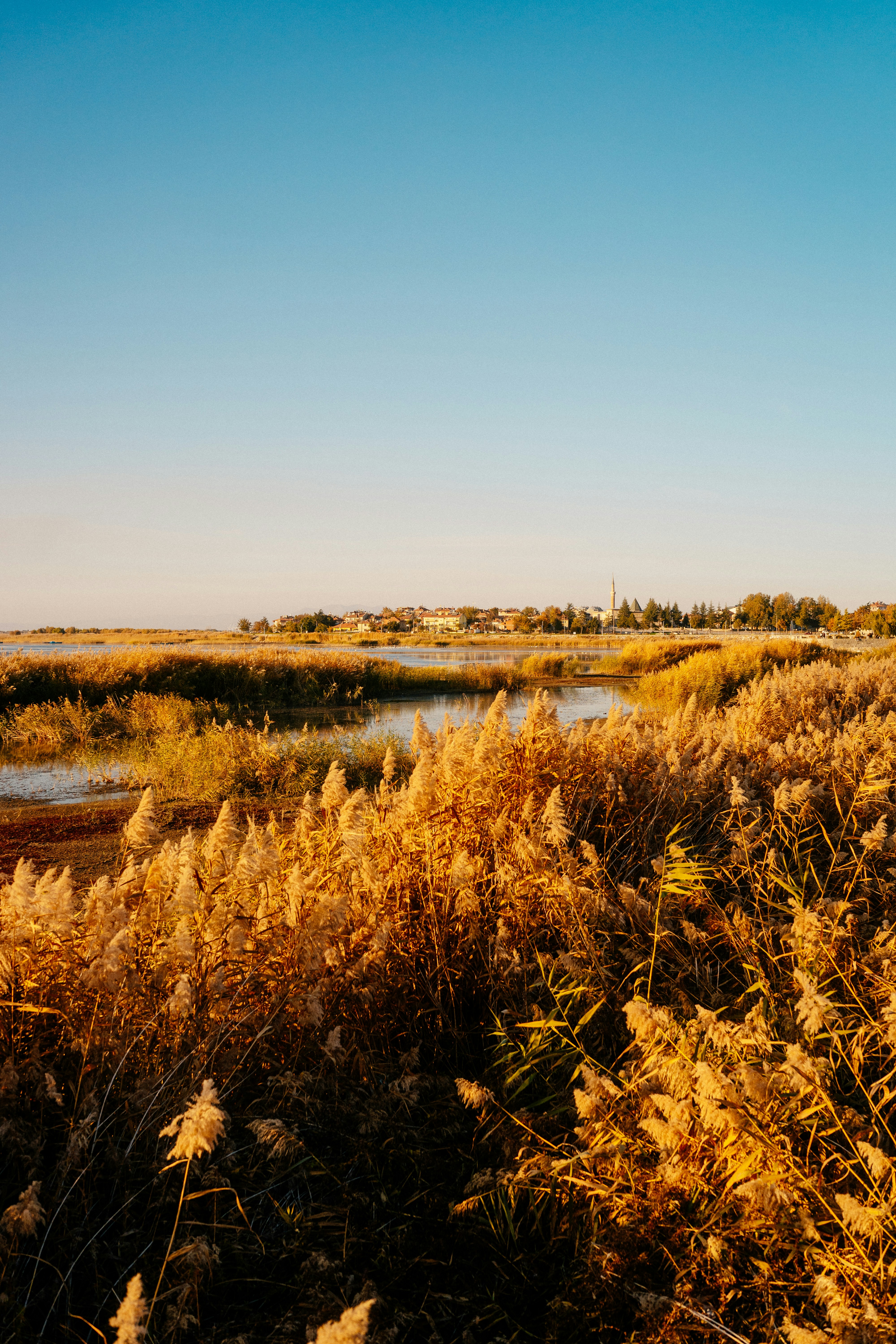 Photo by igorharrier