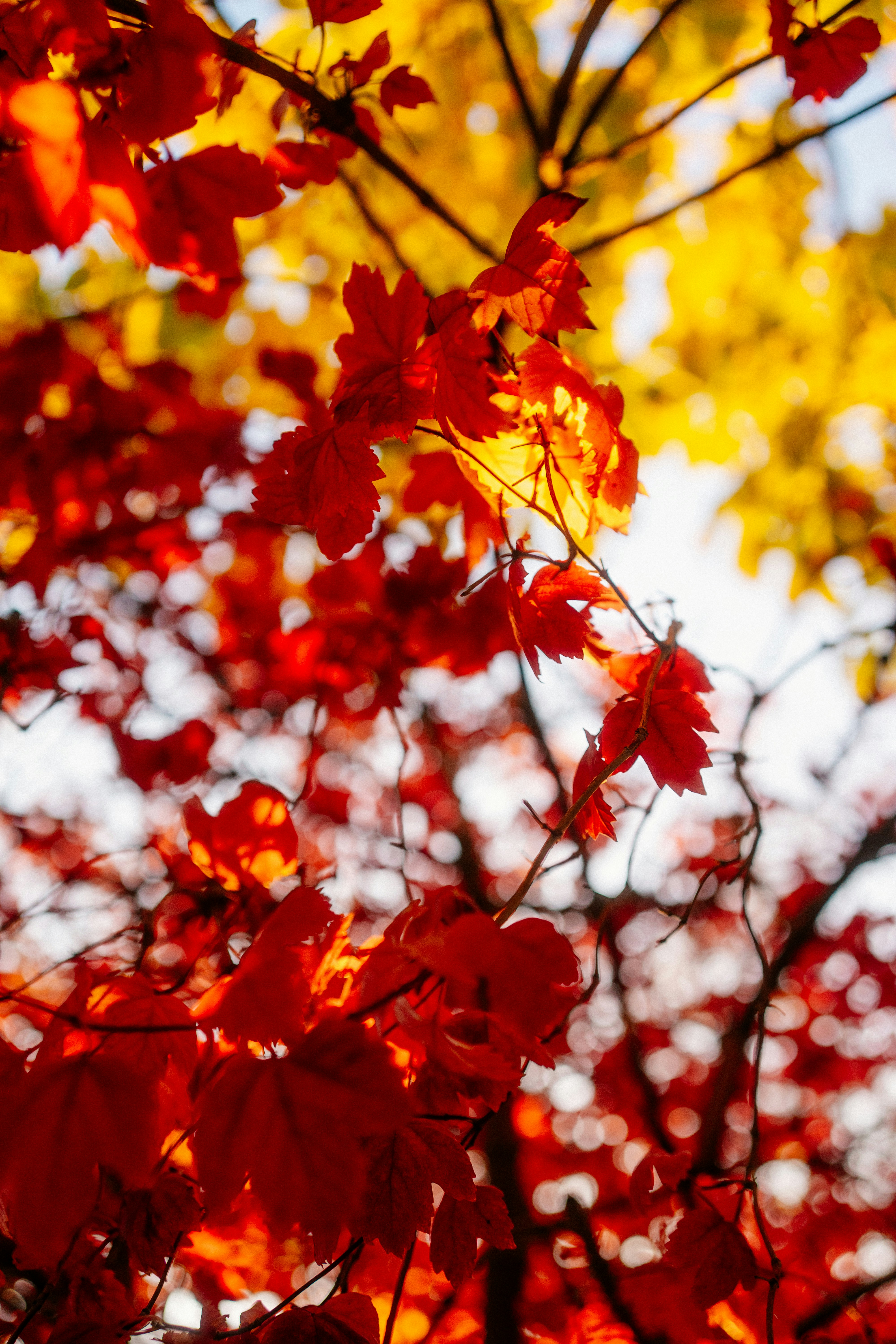 Photo by igorharrier