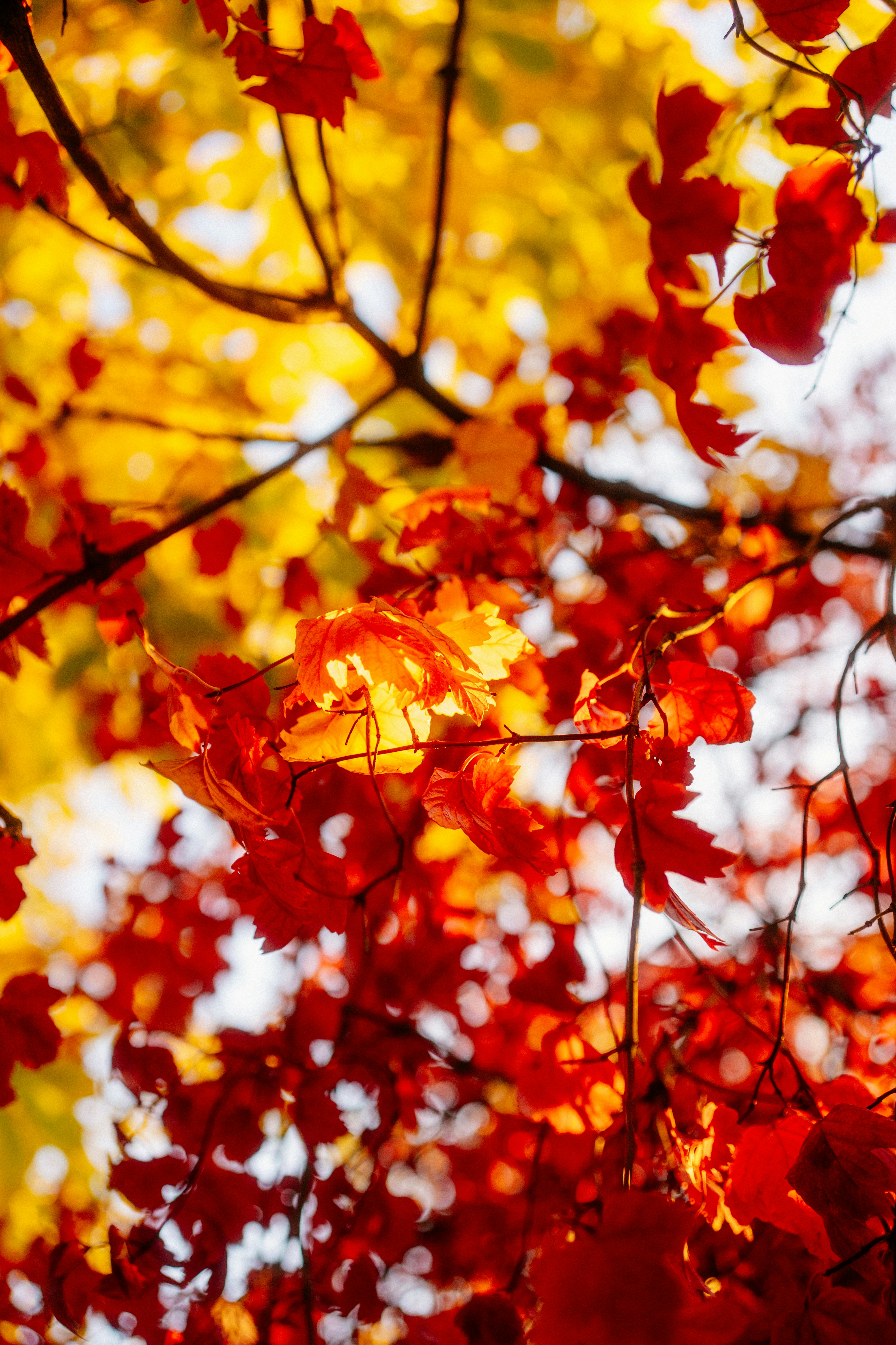 Photo by igorharrier