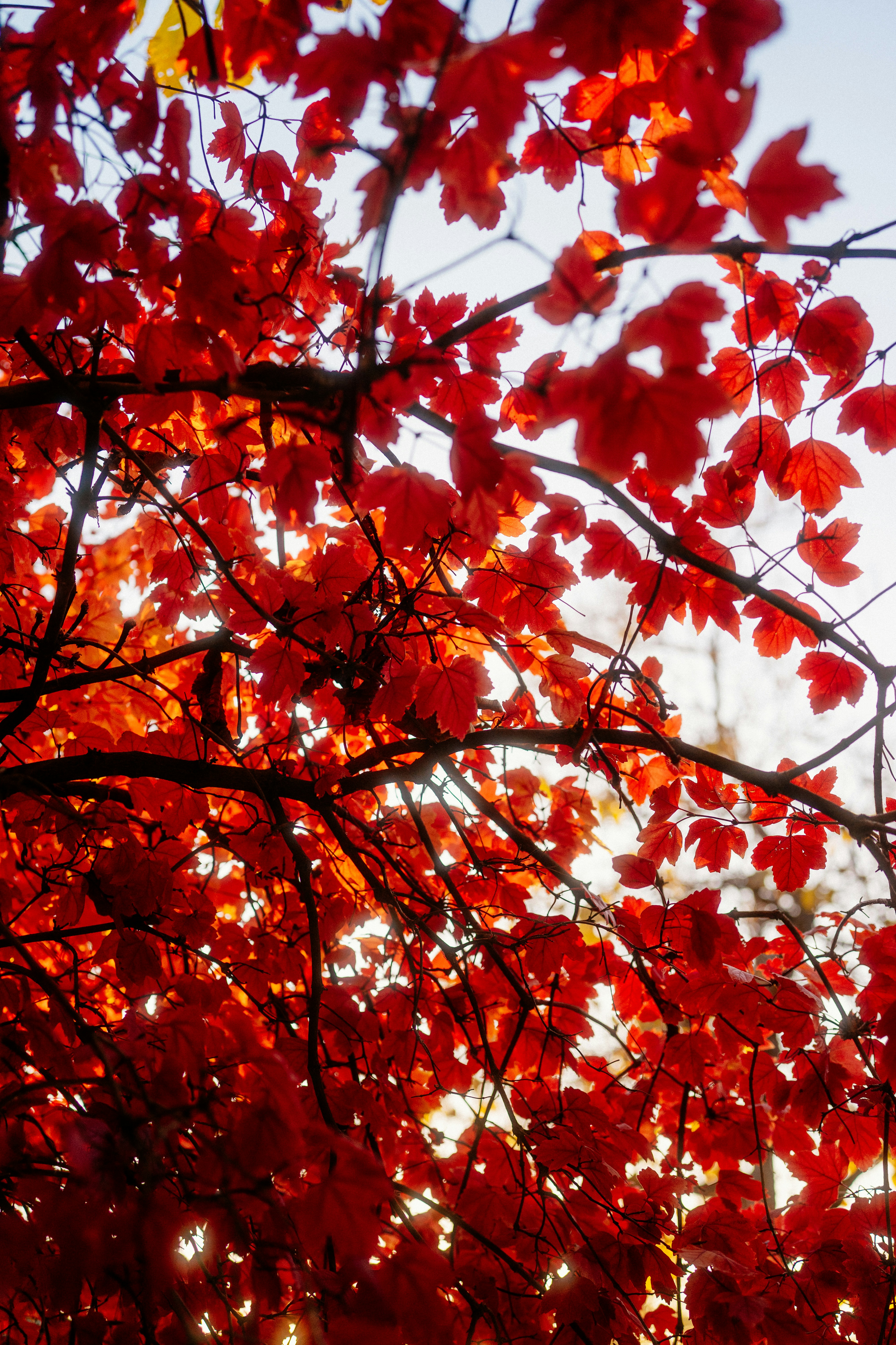 Photo by igorharrier