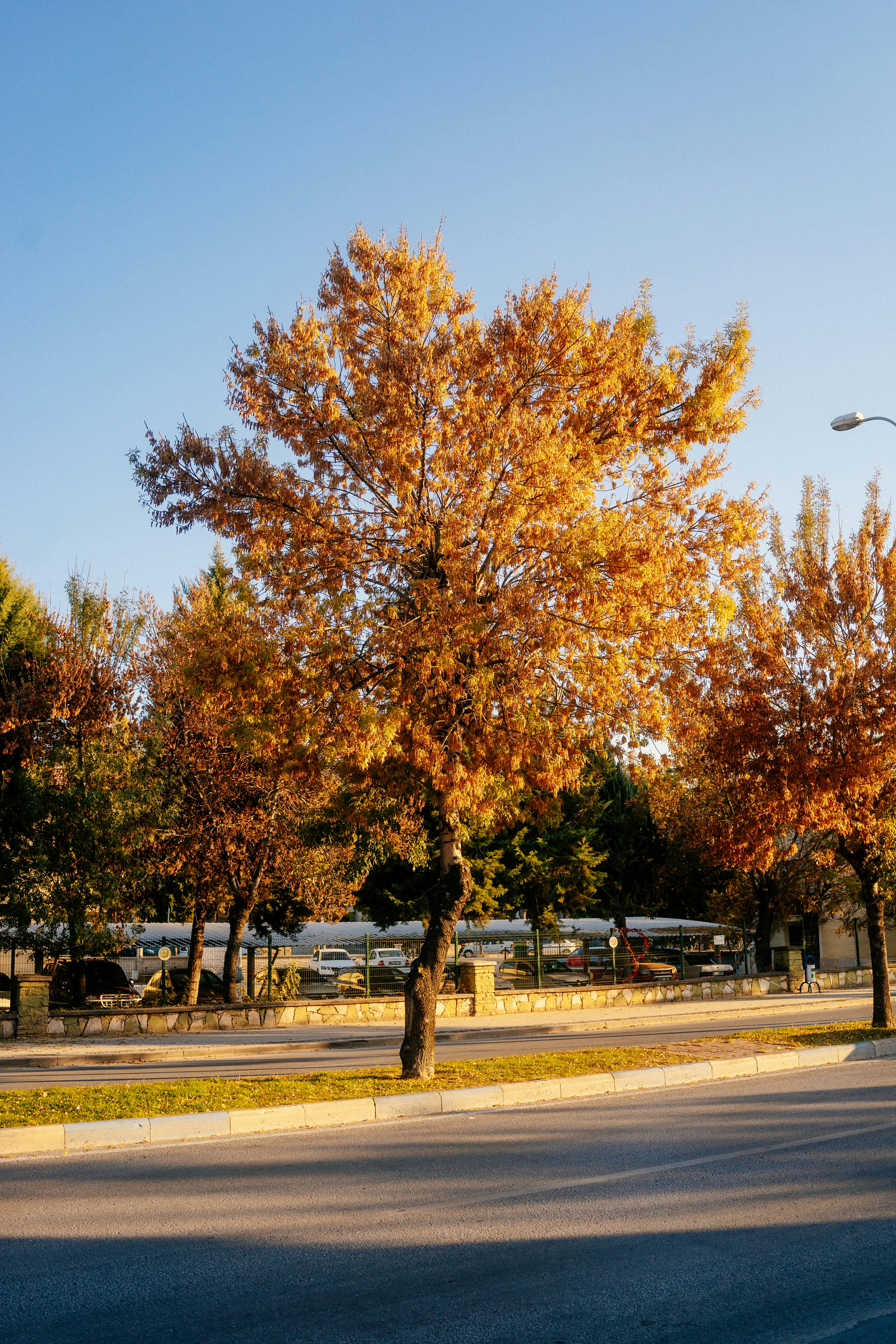 Photo by igorharrier