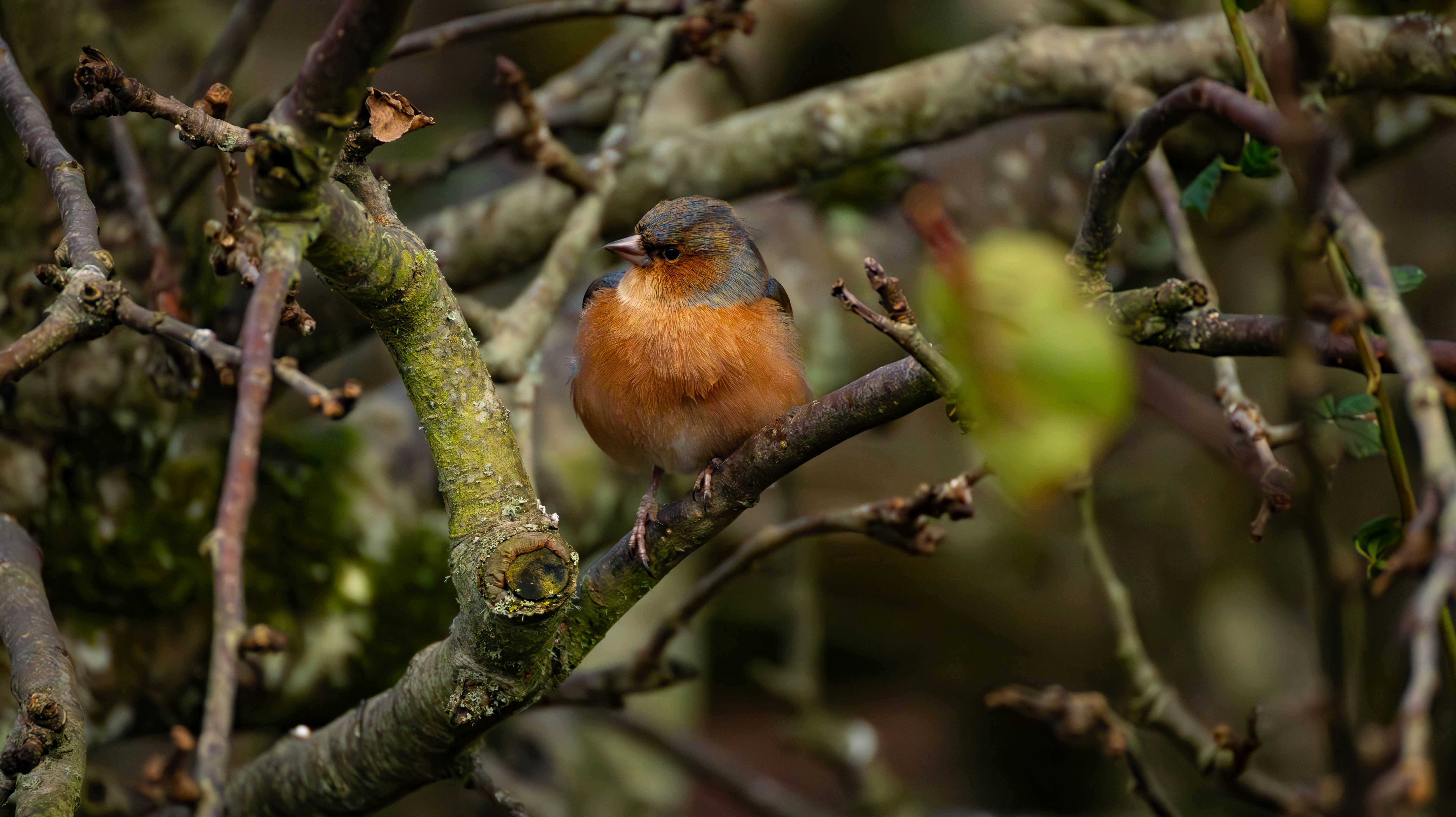 A small bird sitting on a branch of a tree