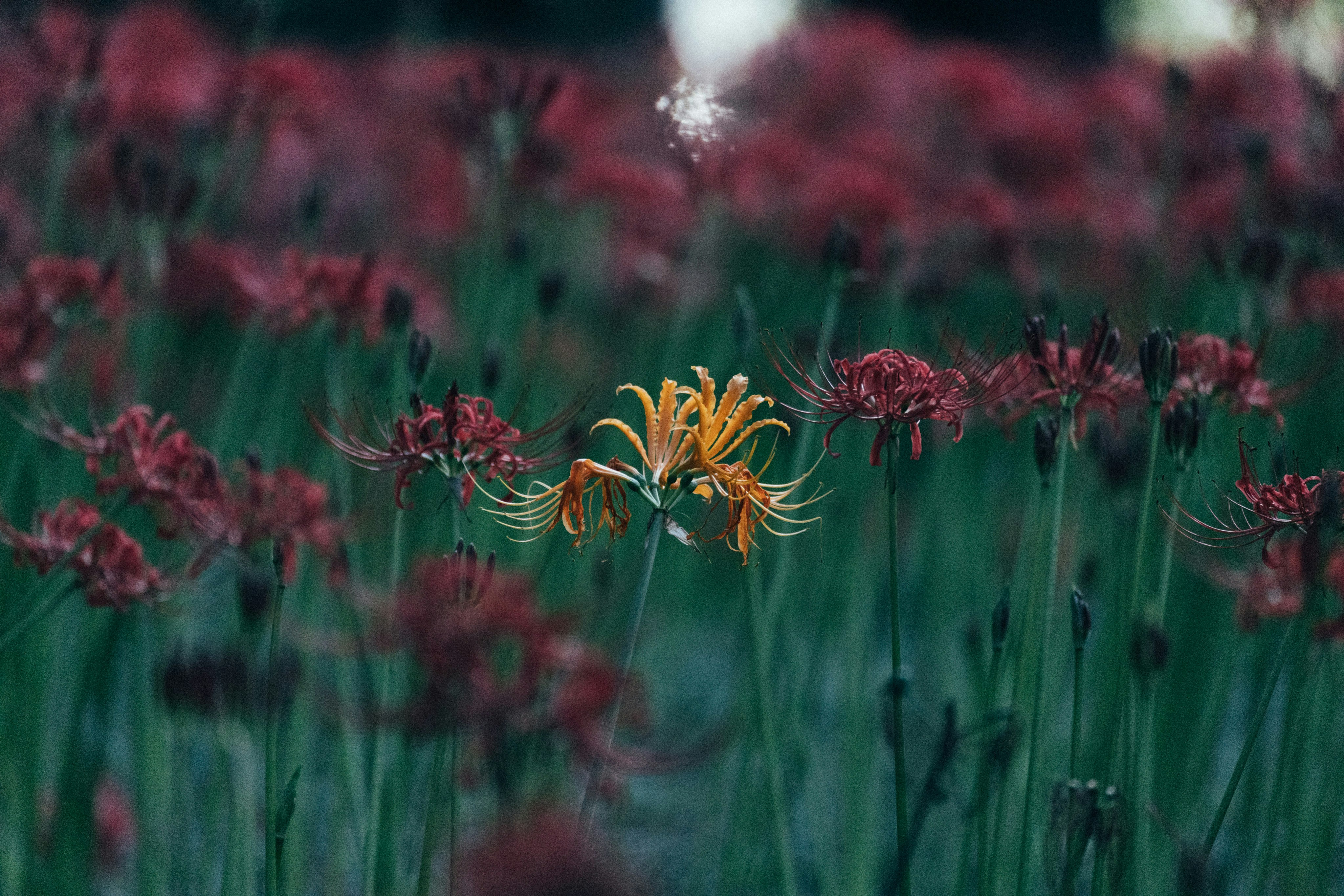 Photo by tsuyoshikozu