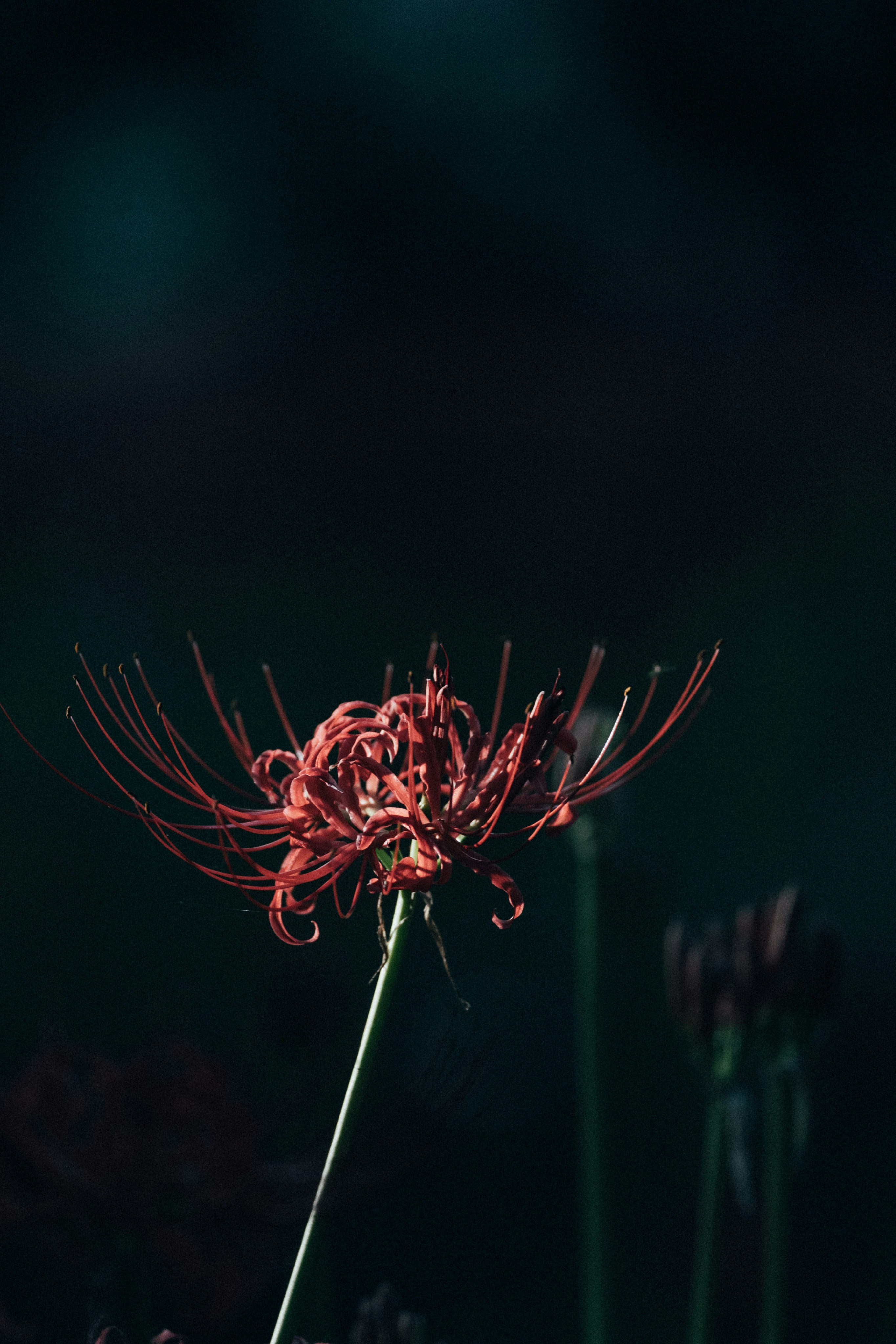 Photo by tsuyoshikozu