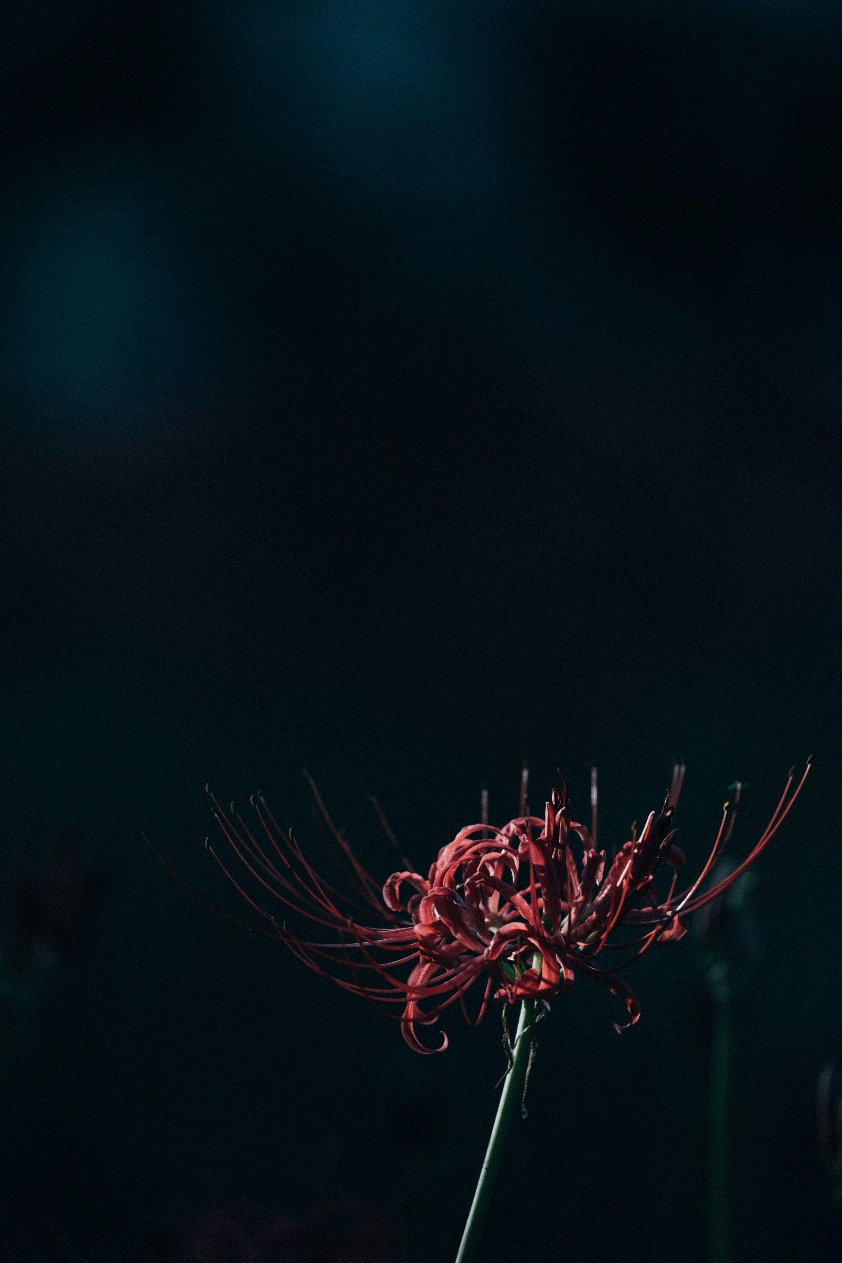 Photo by tsuyoshikozu