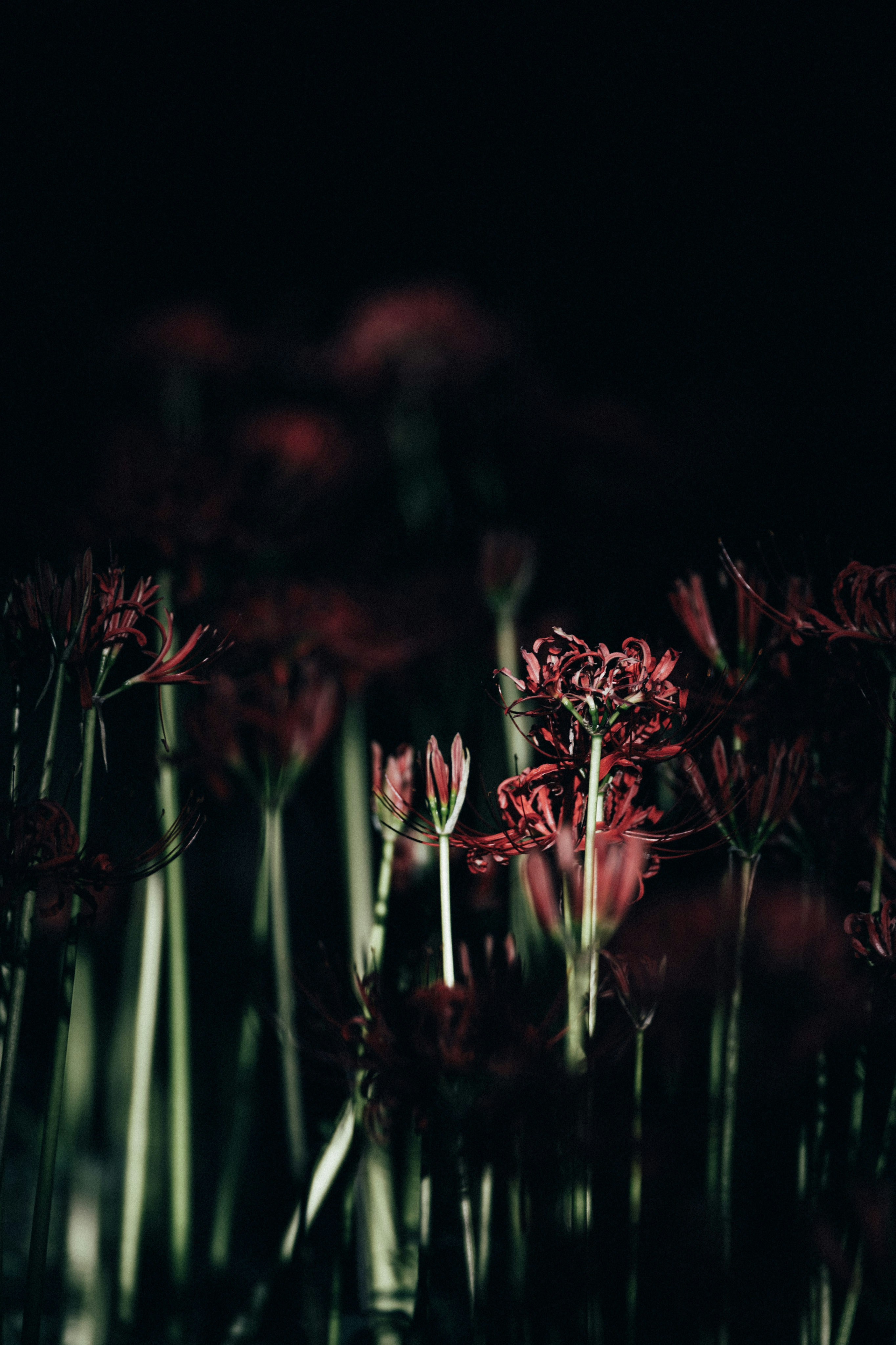 Photo by tsuyoshikozu