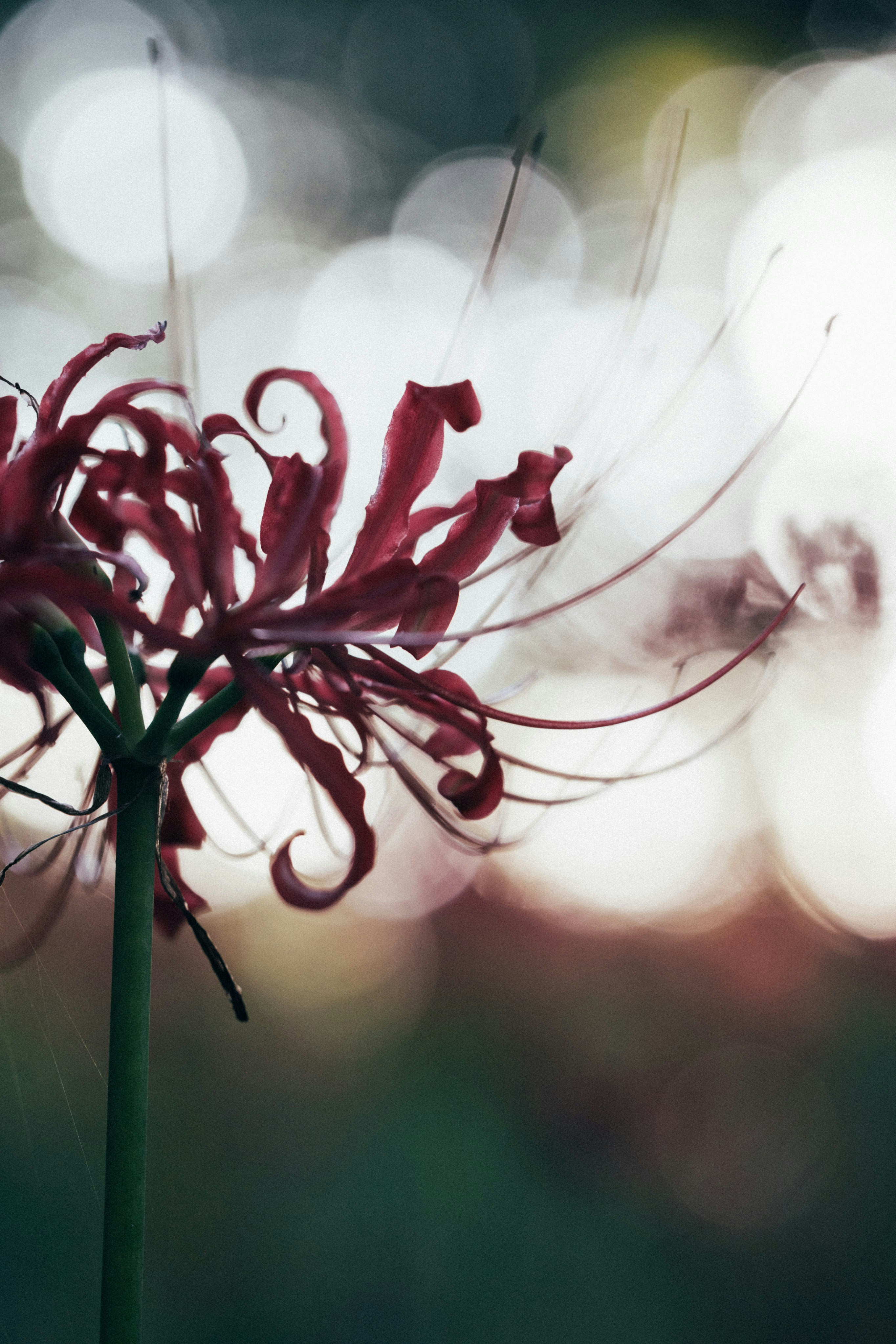 Photo by tsuyoshikozu