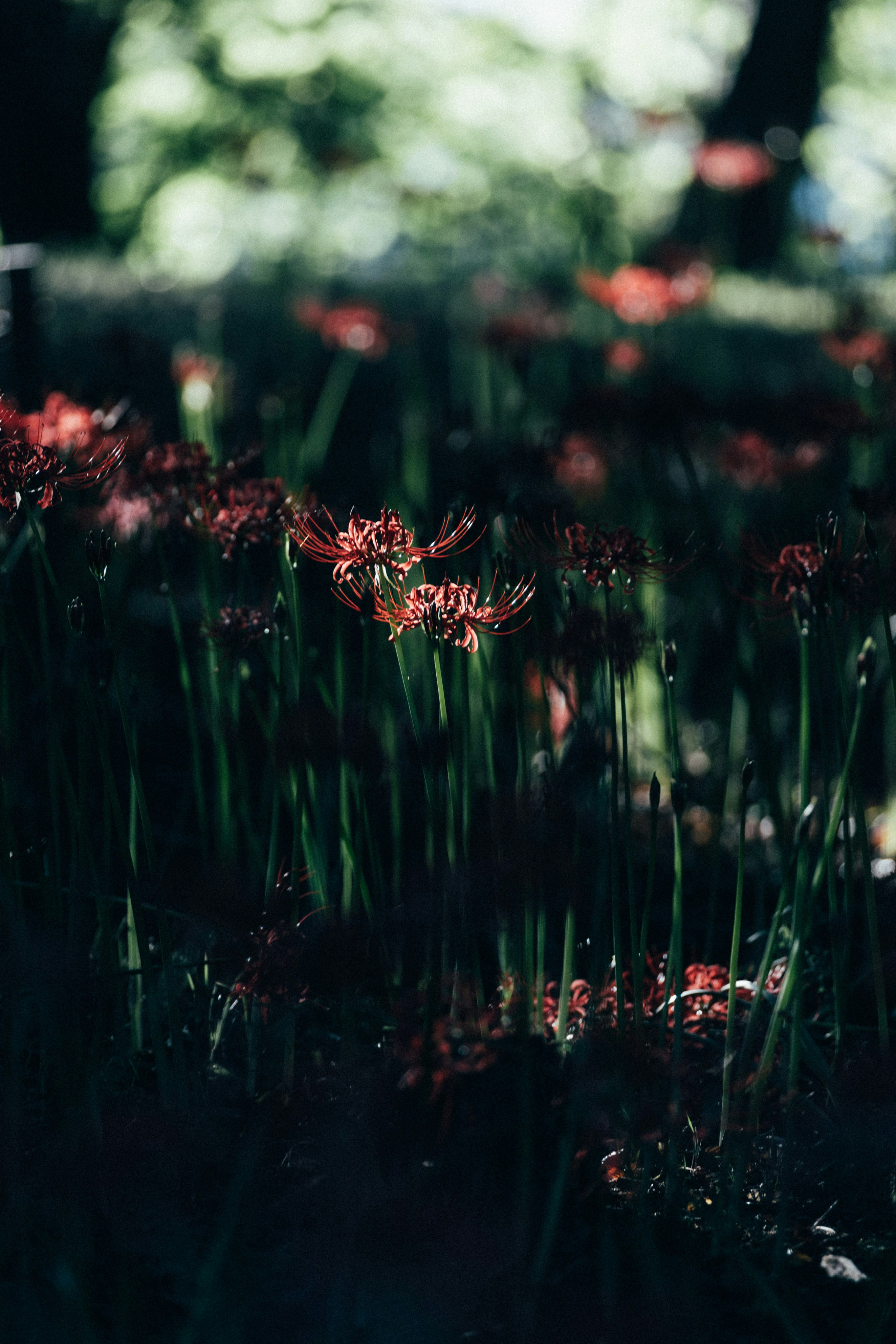 Photo by tsuyoshikozu