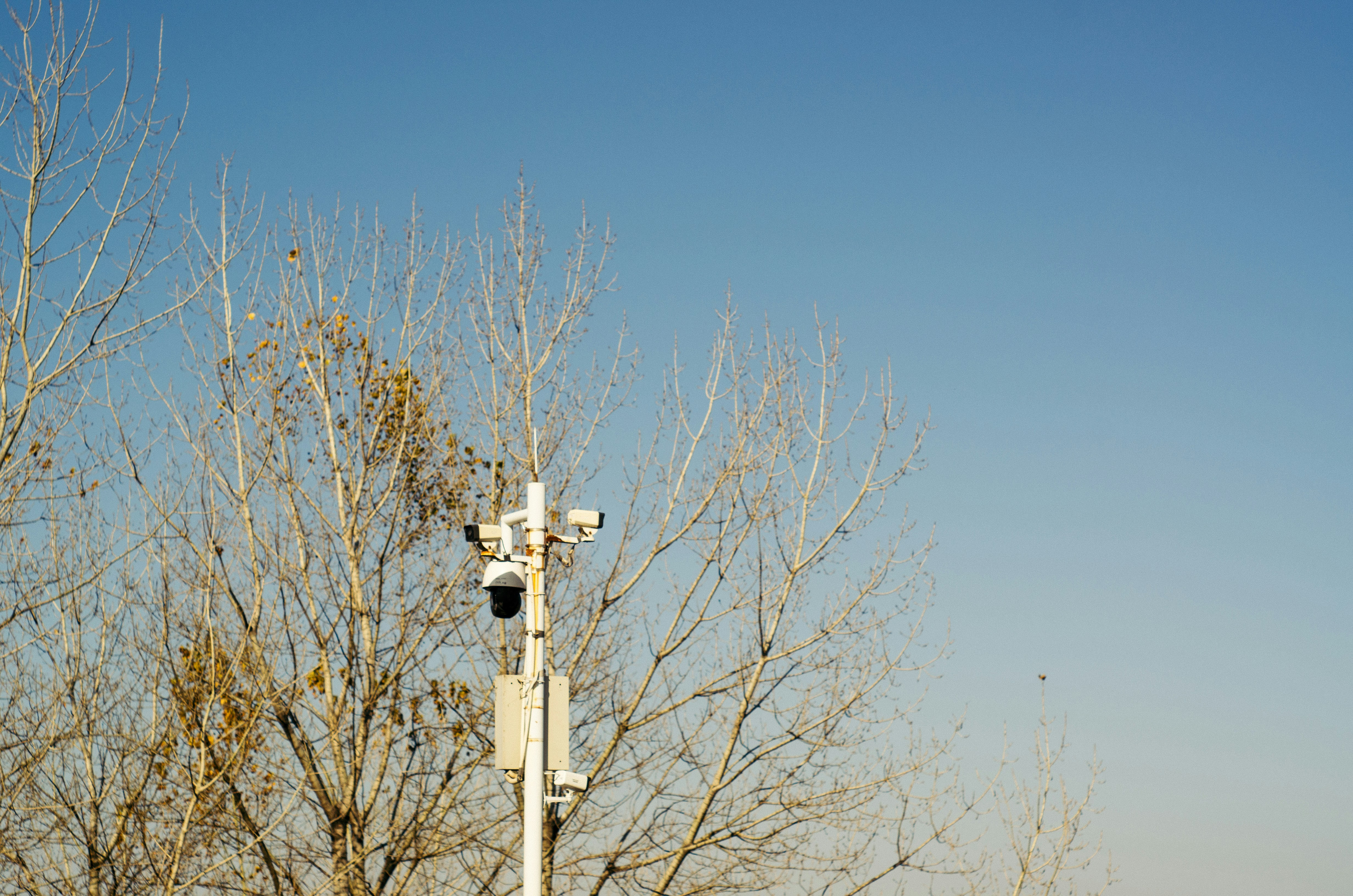 A street light sitting next to a tree
