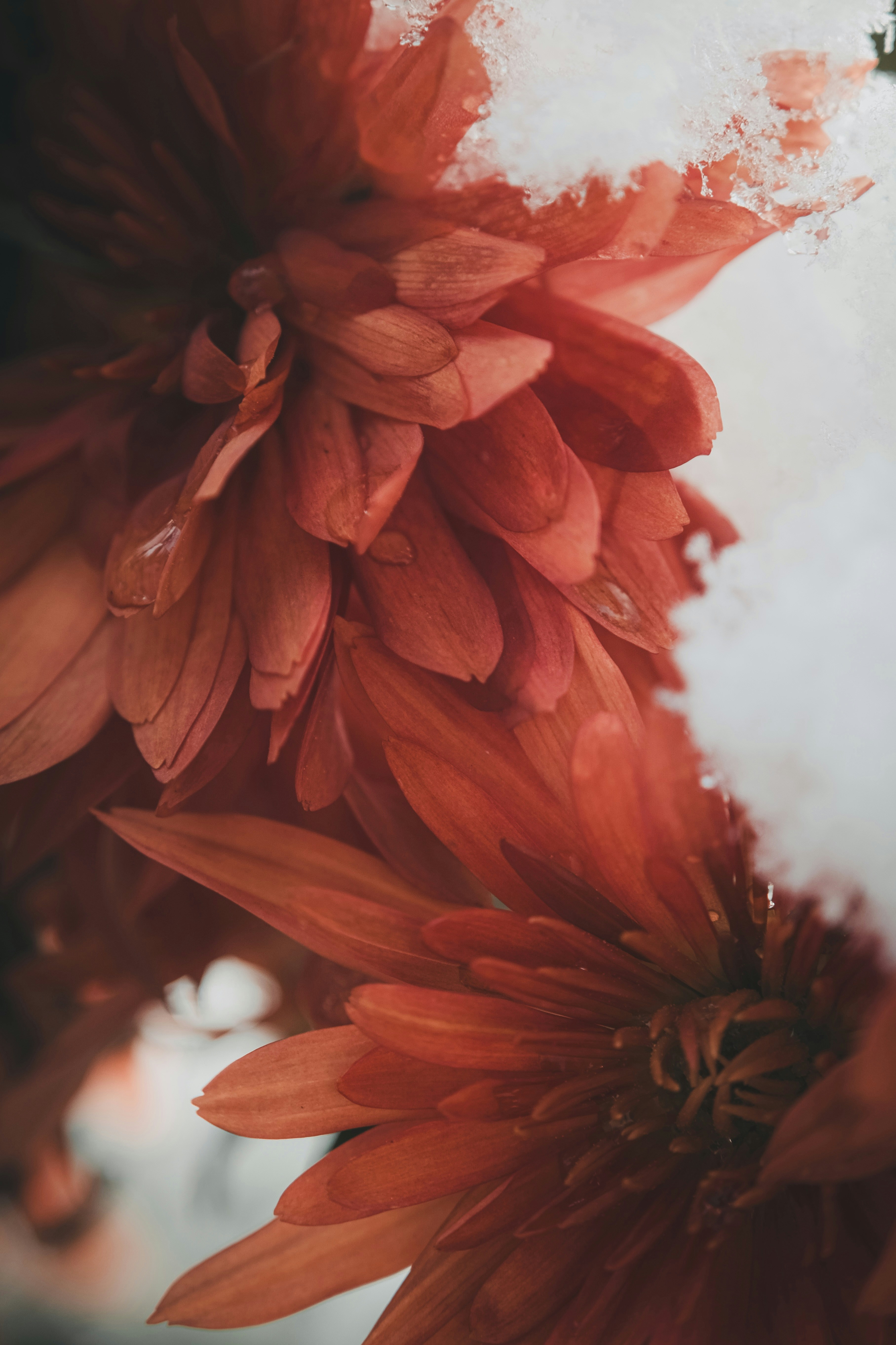 A close up of a bunch of flowers with snow on them