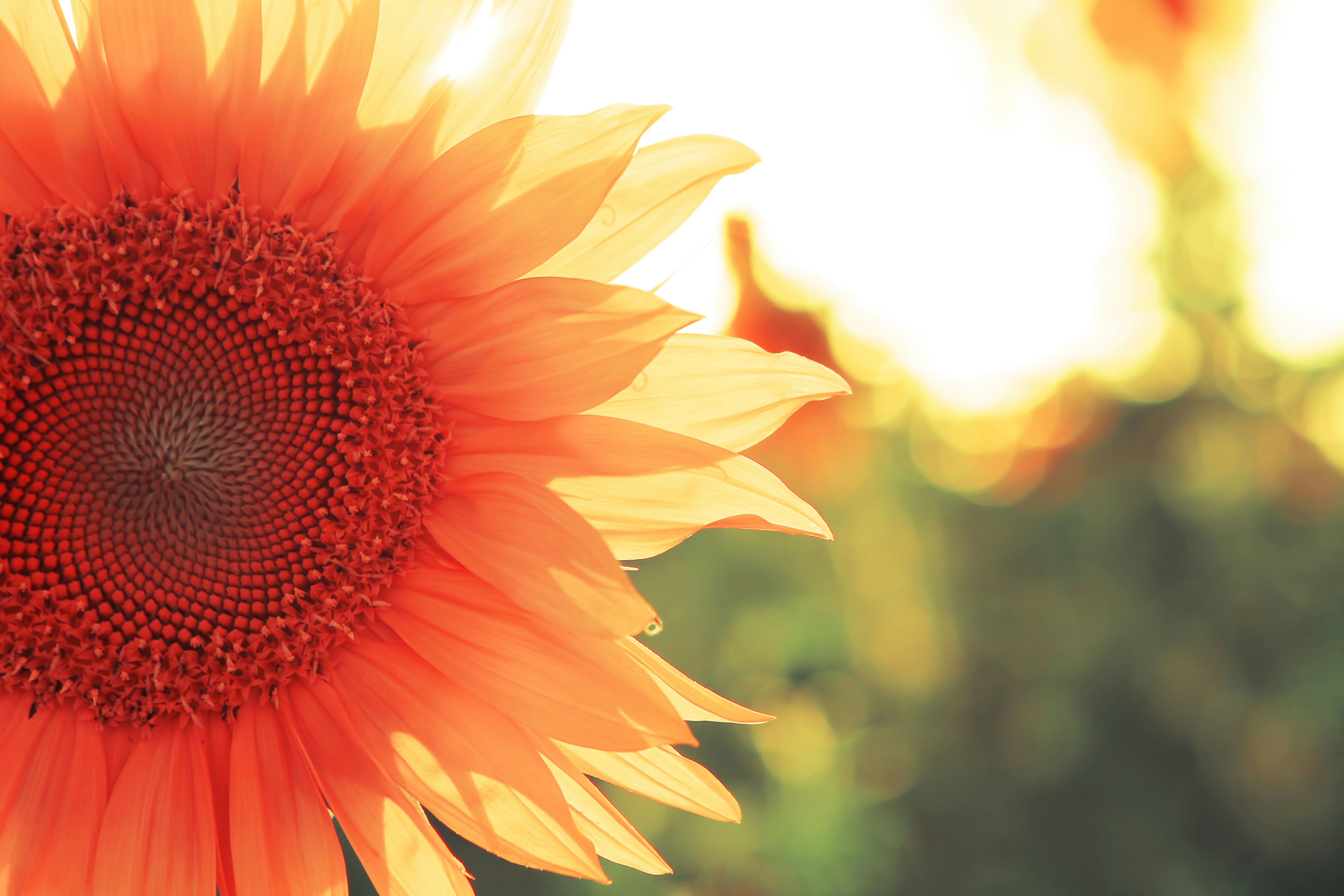 Photo by hasanalmasi