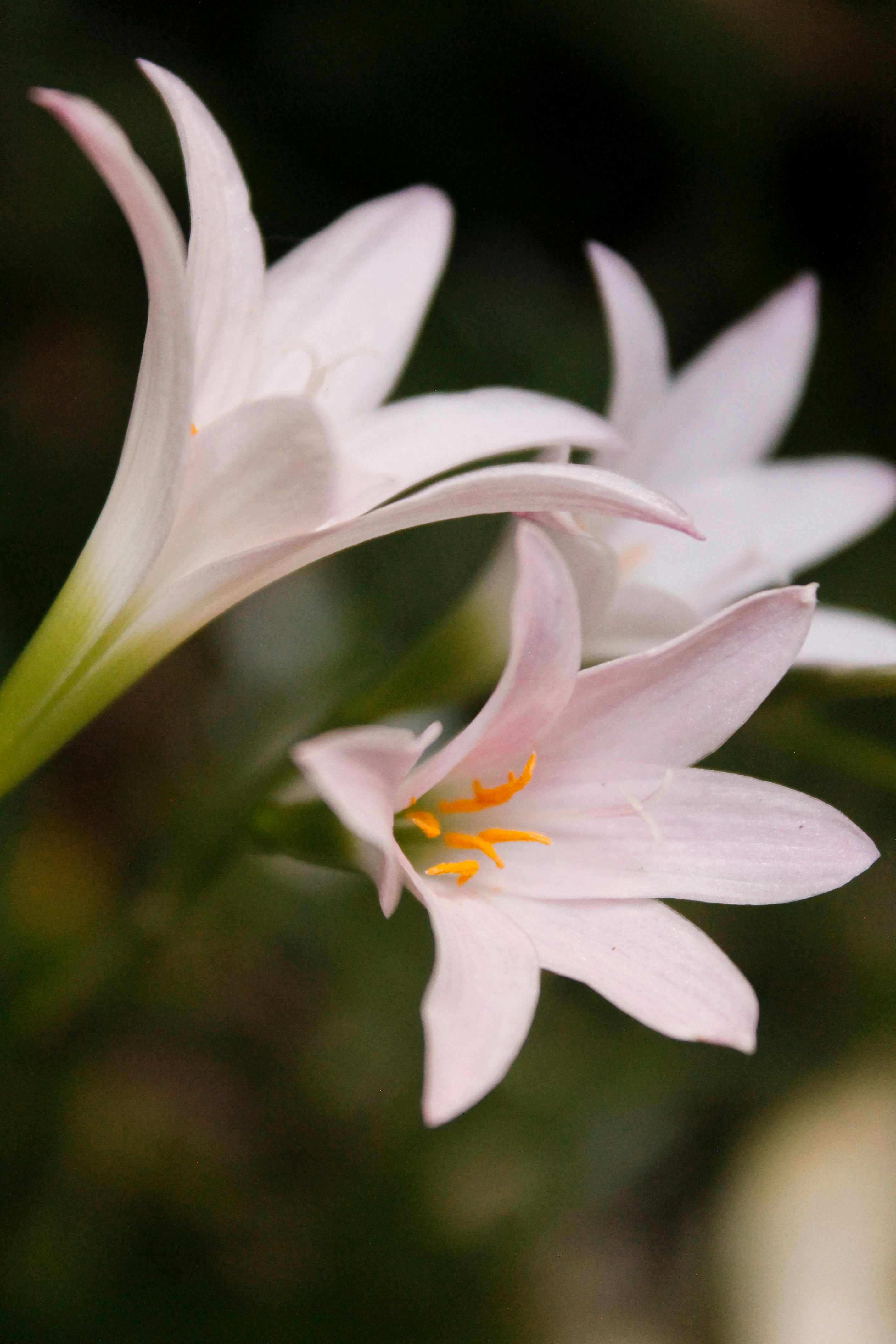 Photo by paolarurrutia