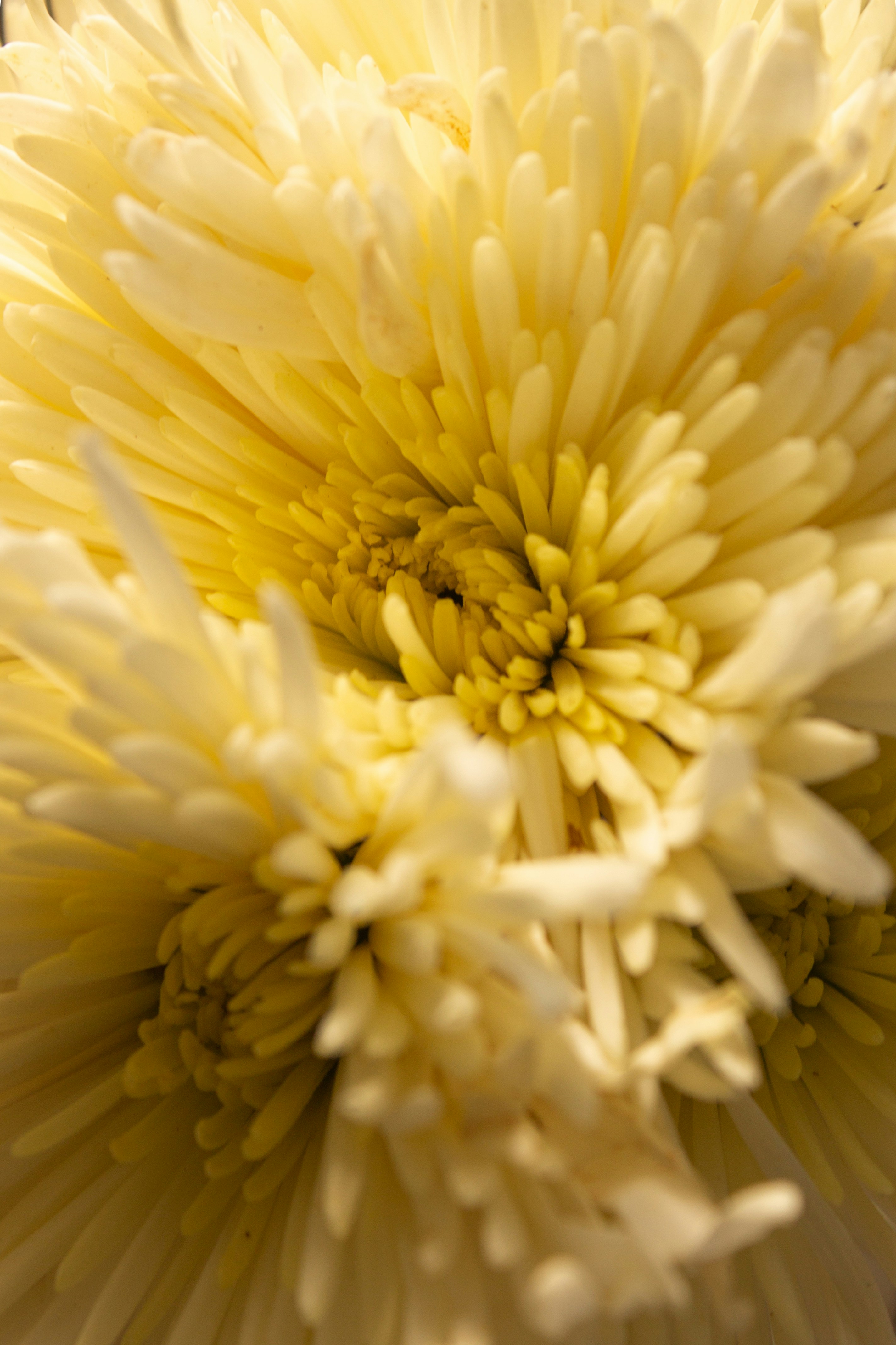 Photo by paolarurrutia