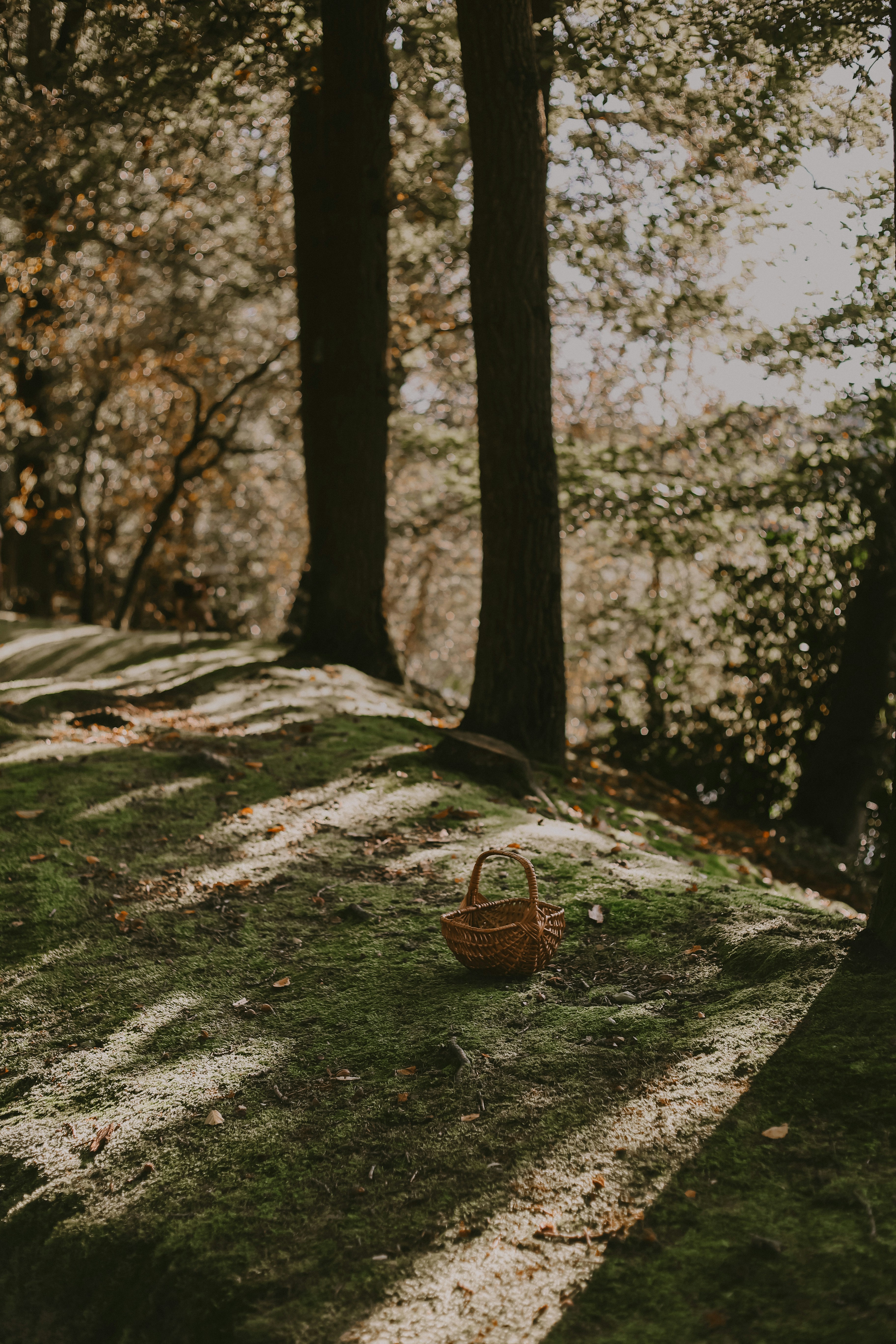 A basket sitting on top of a grass covered field