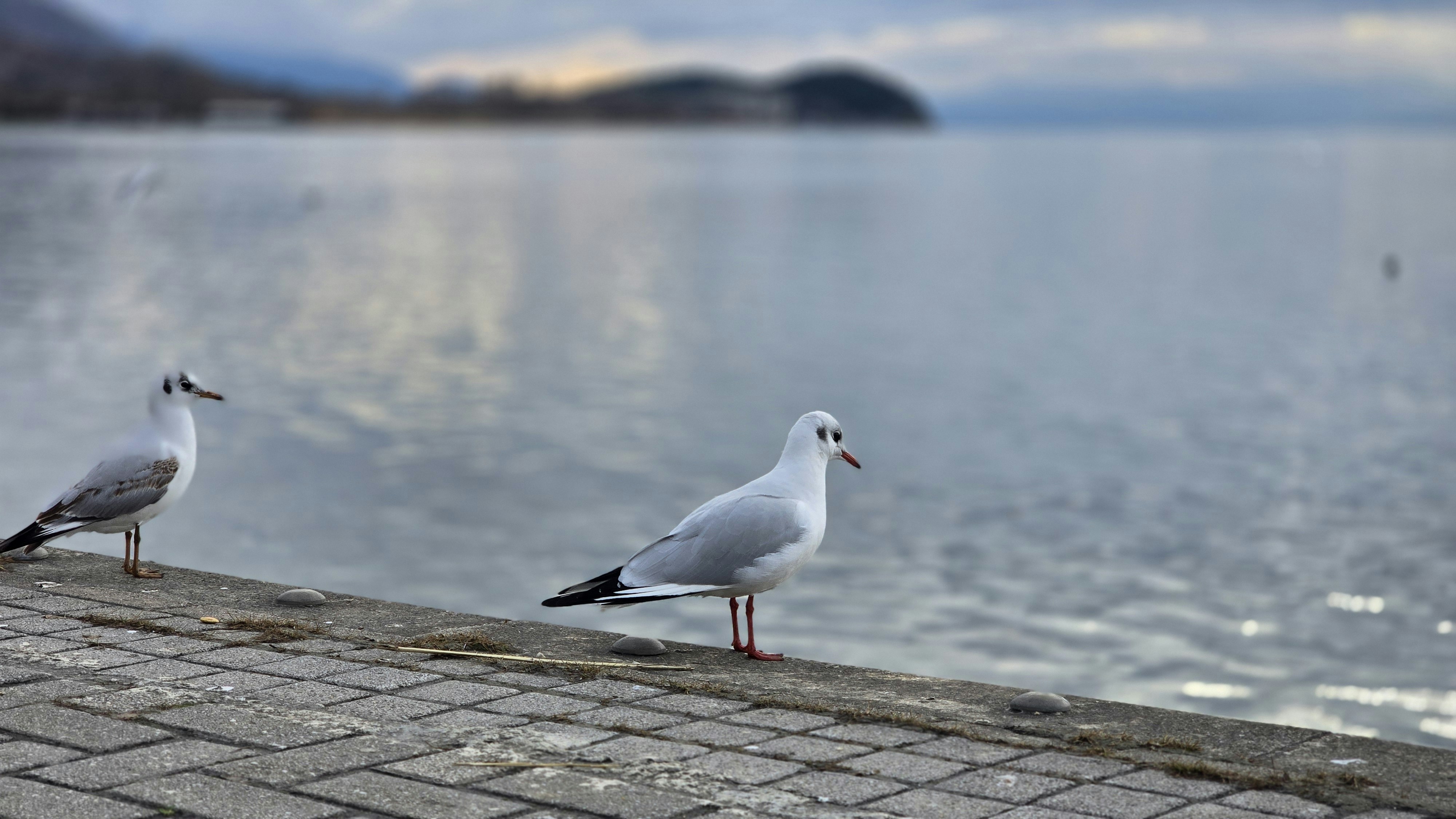 Photo by martinkoloski