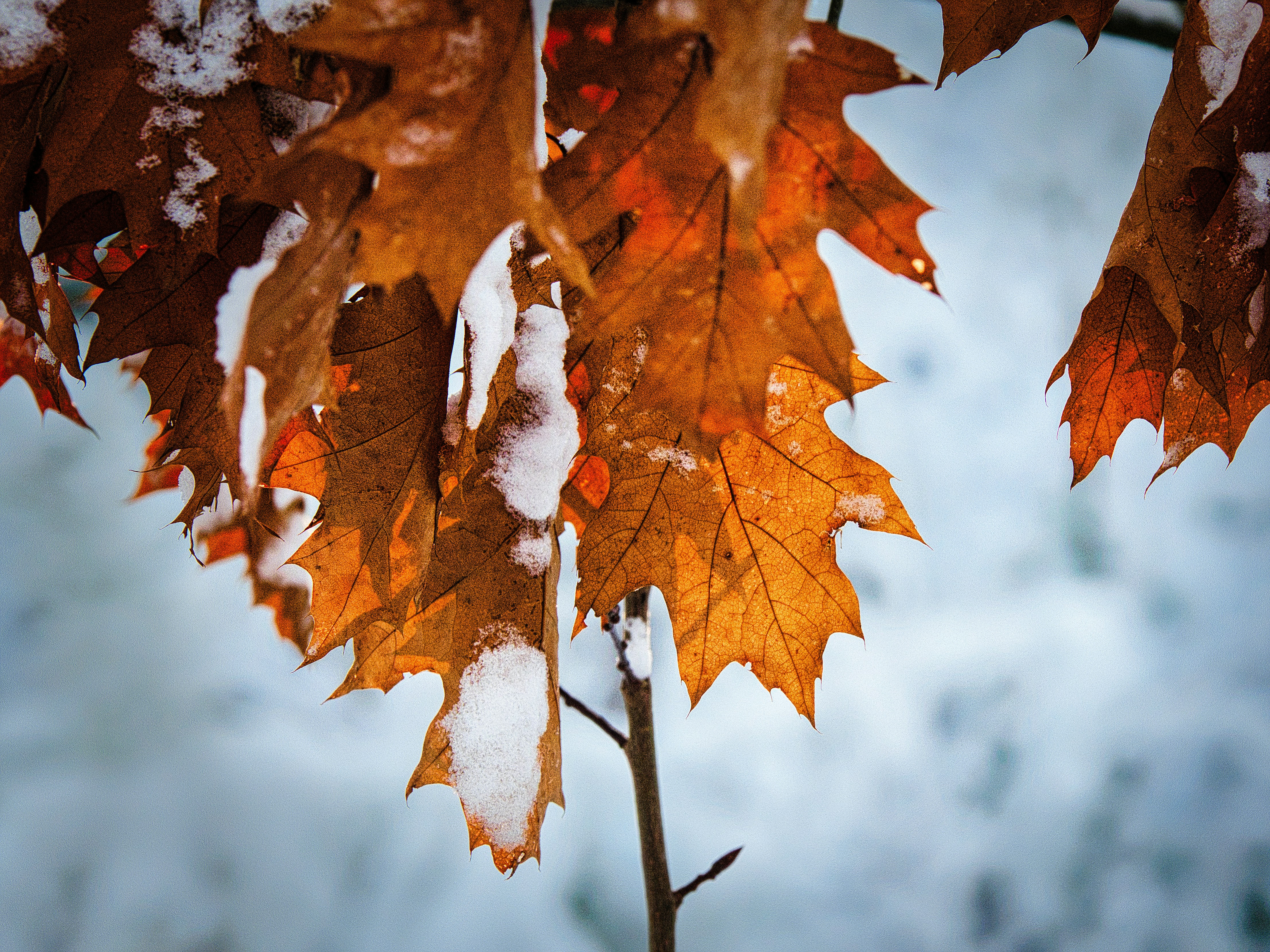 Photo by schneiderhenry