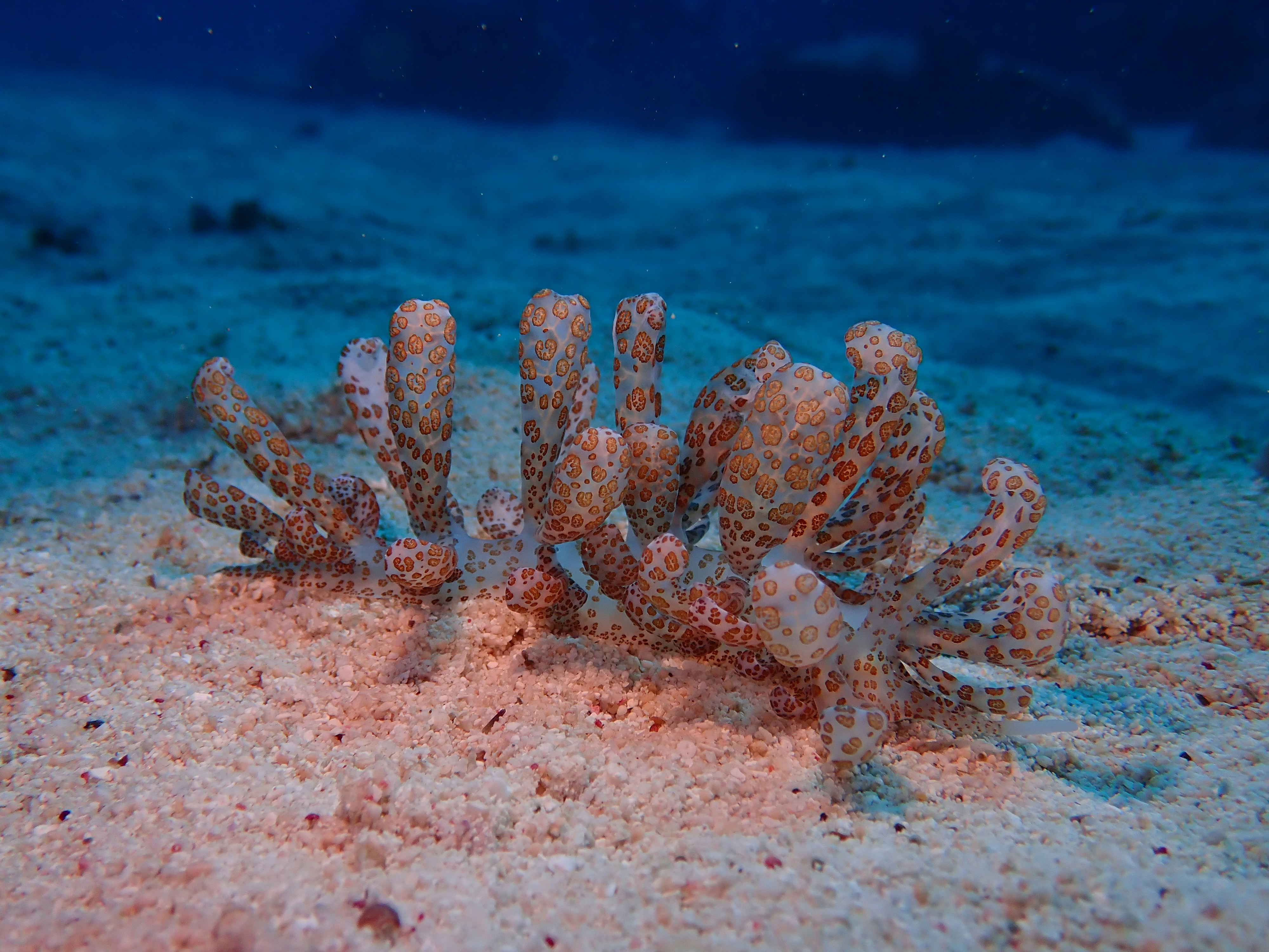 Photo by hiroyukikasuga