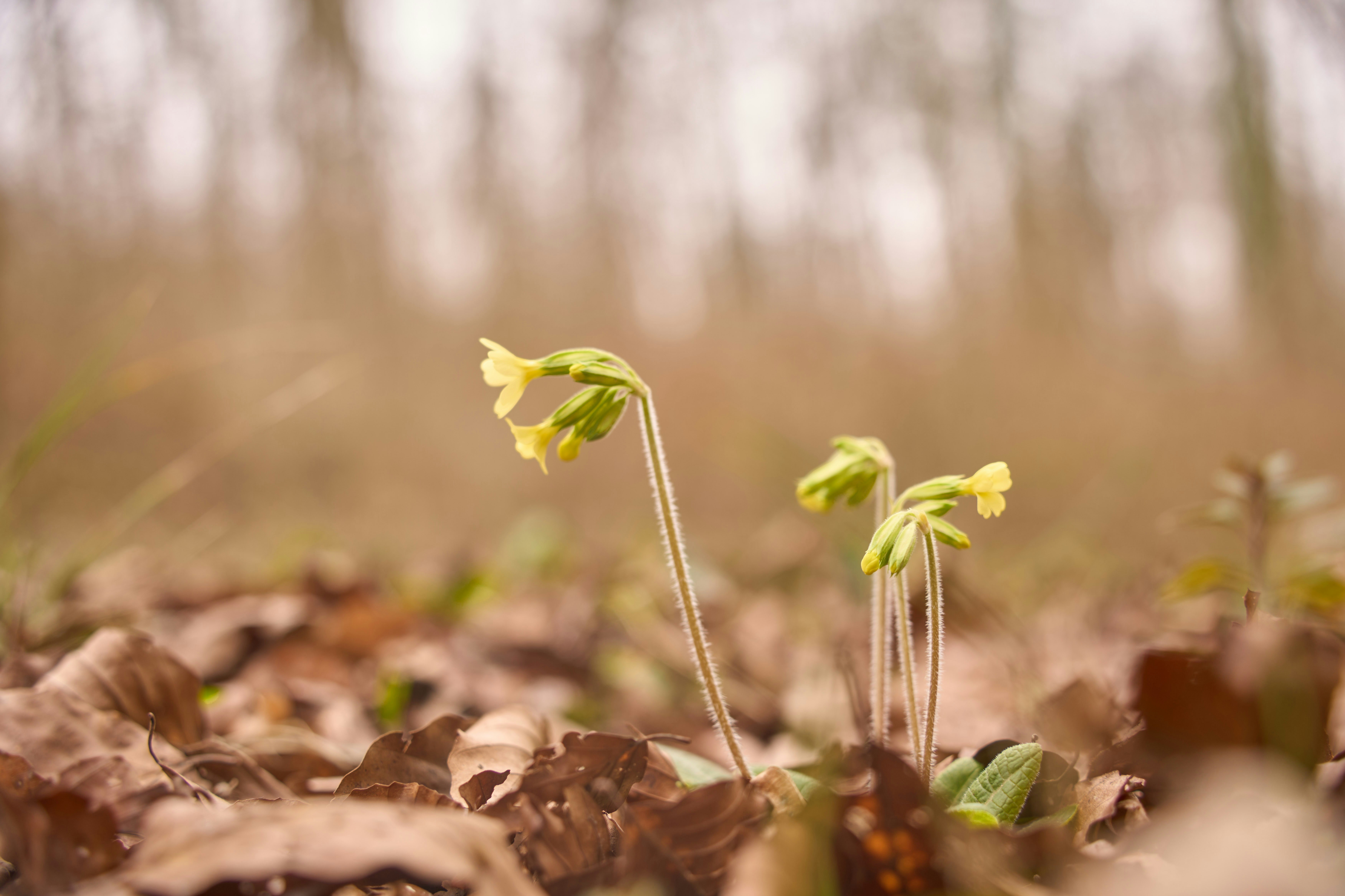 Photo by wolfgang_hasselmann