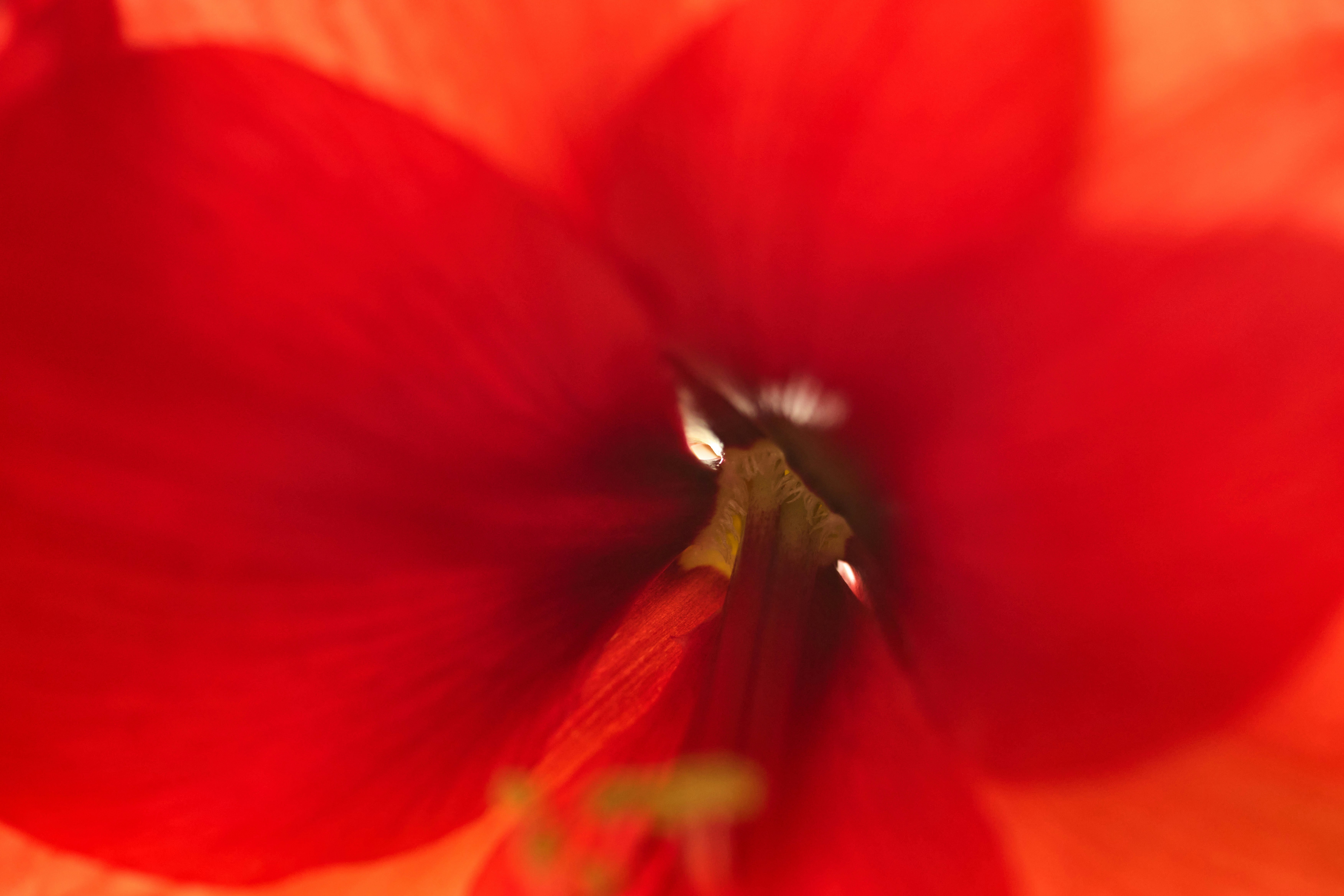 Photo by wolfgang_hasselmann