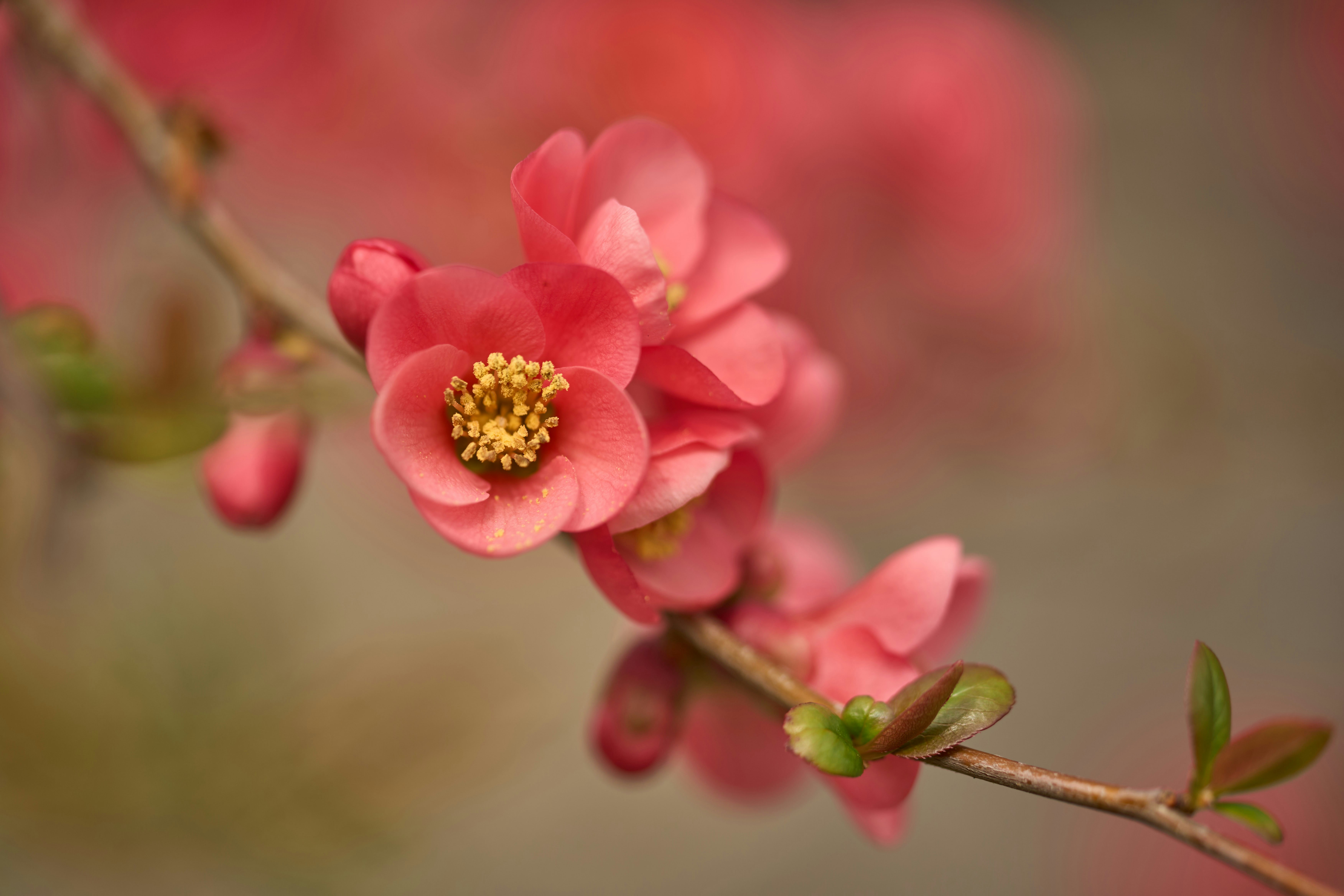 Photo by wolfgang_hasselmann