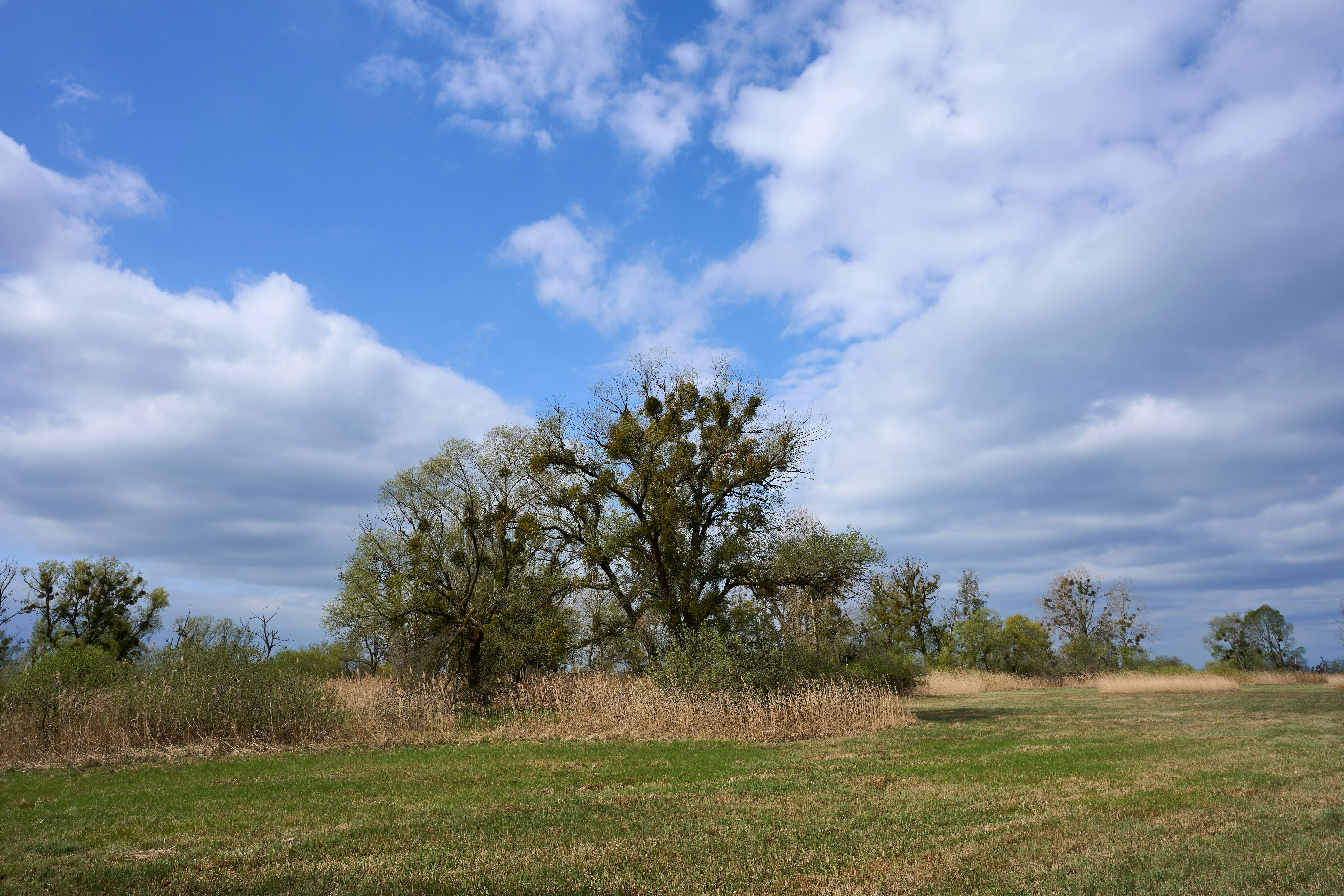 Photo by wolfgang_hasselmann