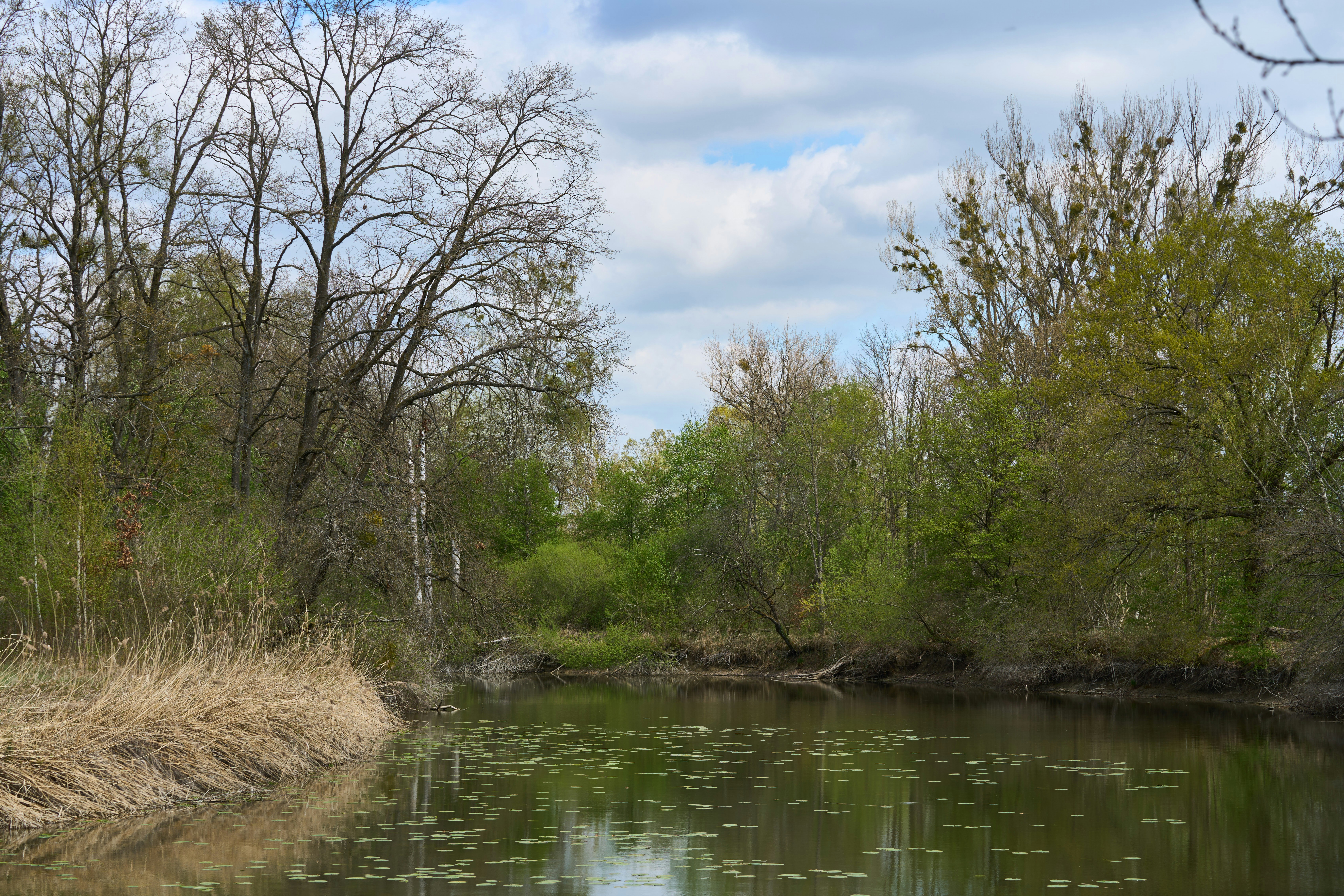 Photo by wolfgang_hasselmann