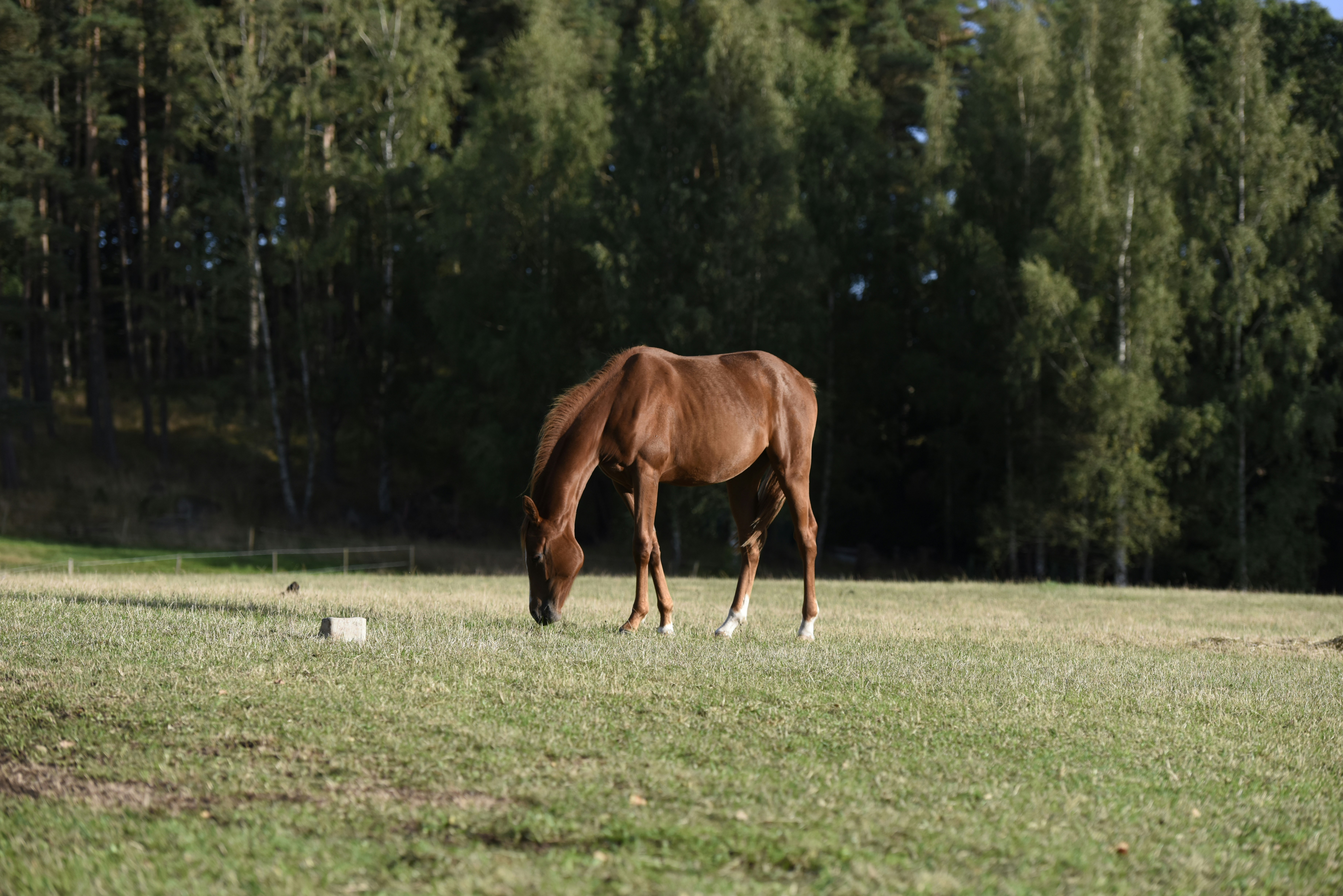 Photo by jrcederholm