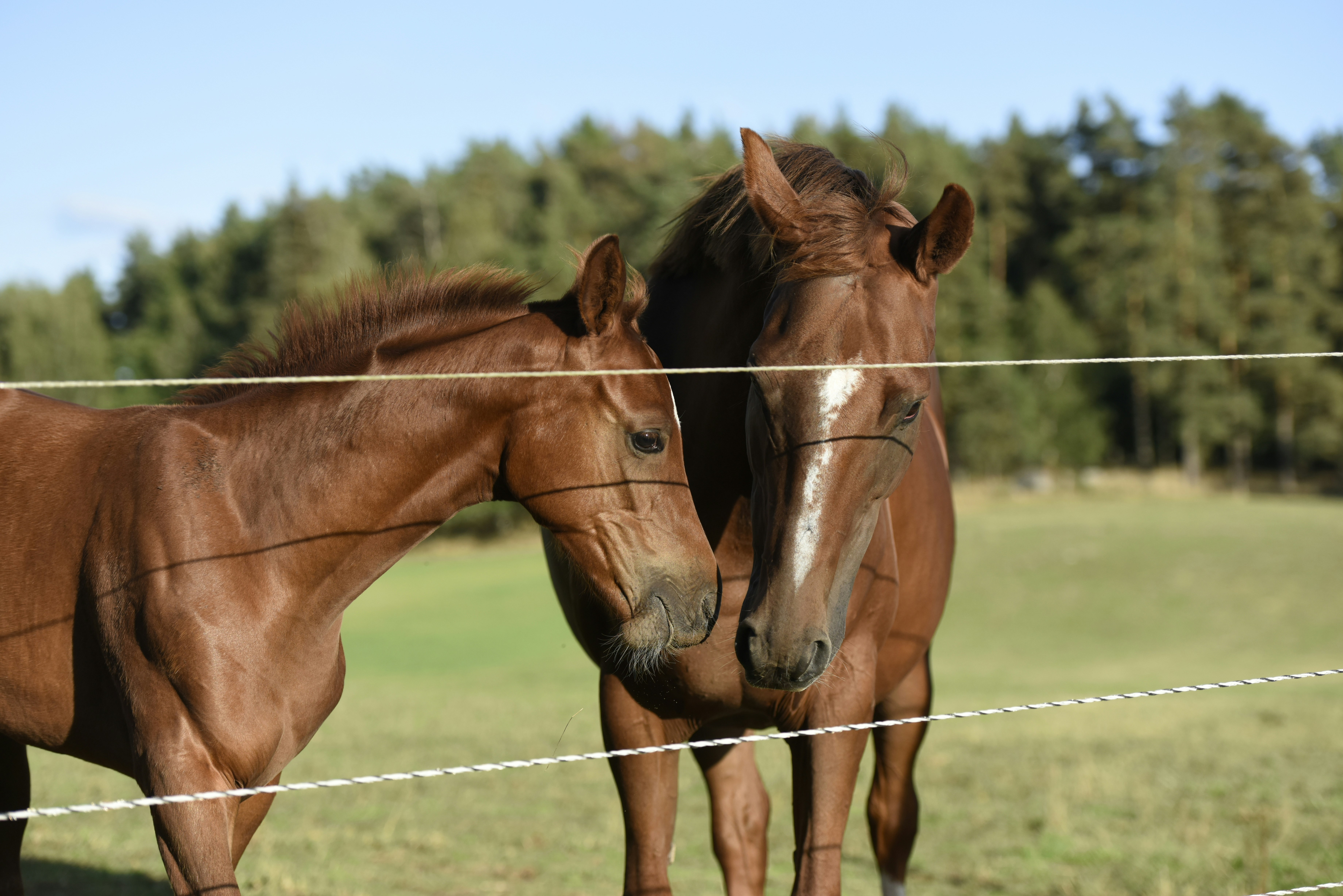 Photo by jrcederholm