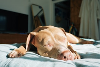 A brown dog laying on top of a bed