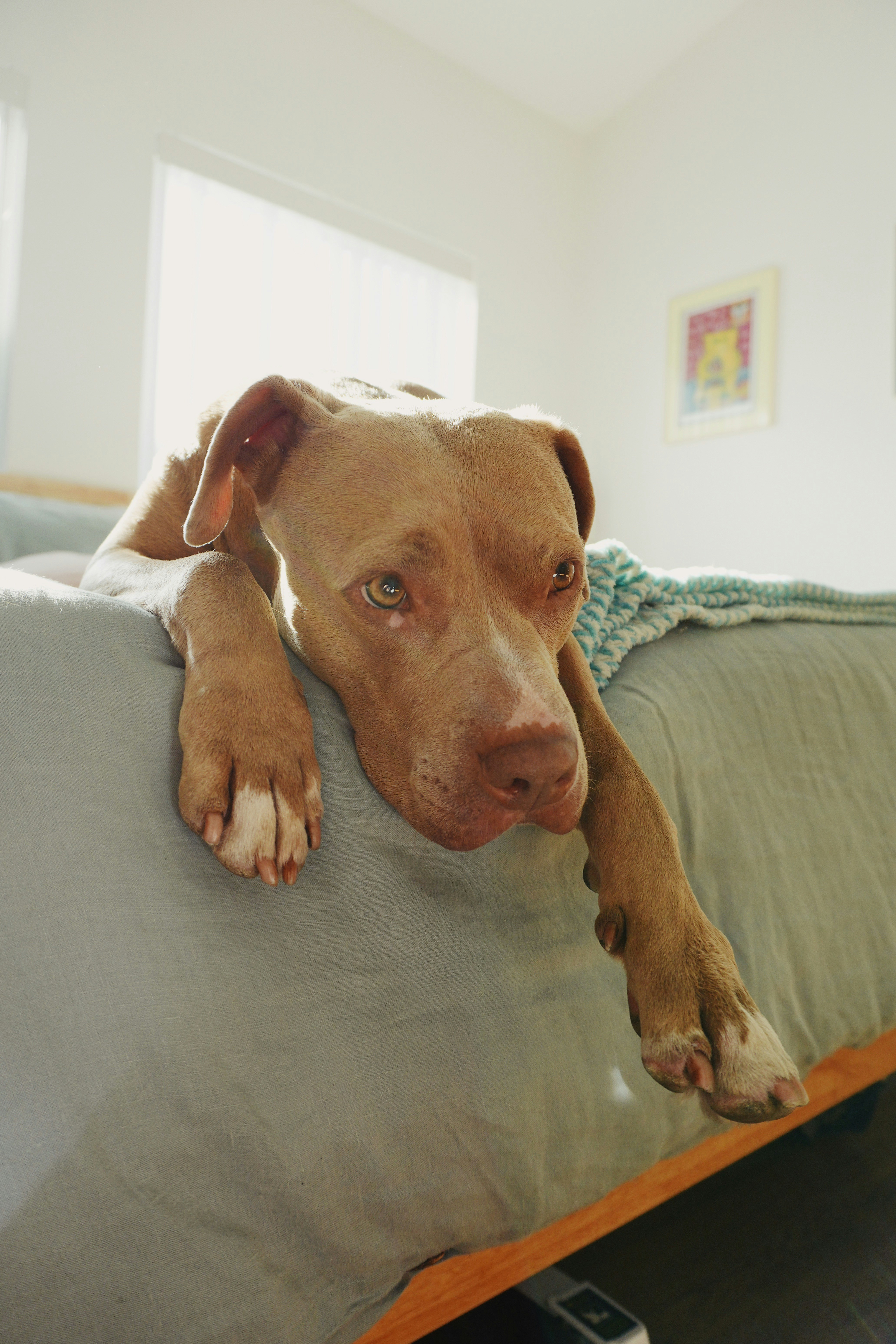 A brown dog laying on top of a bed