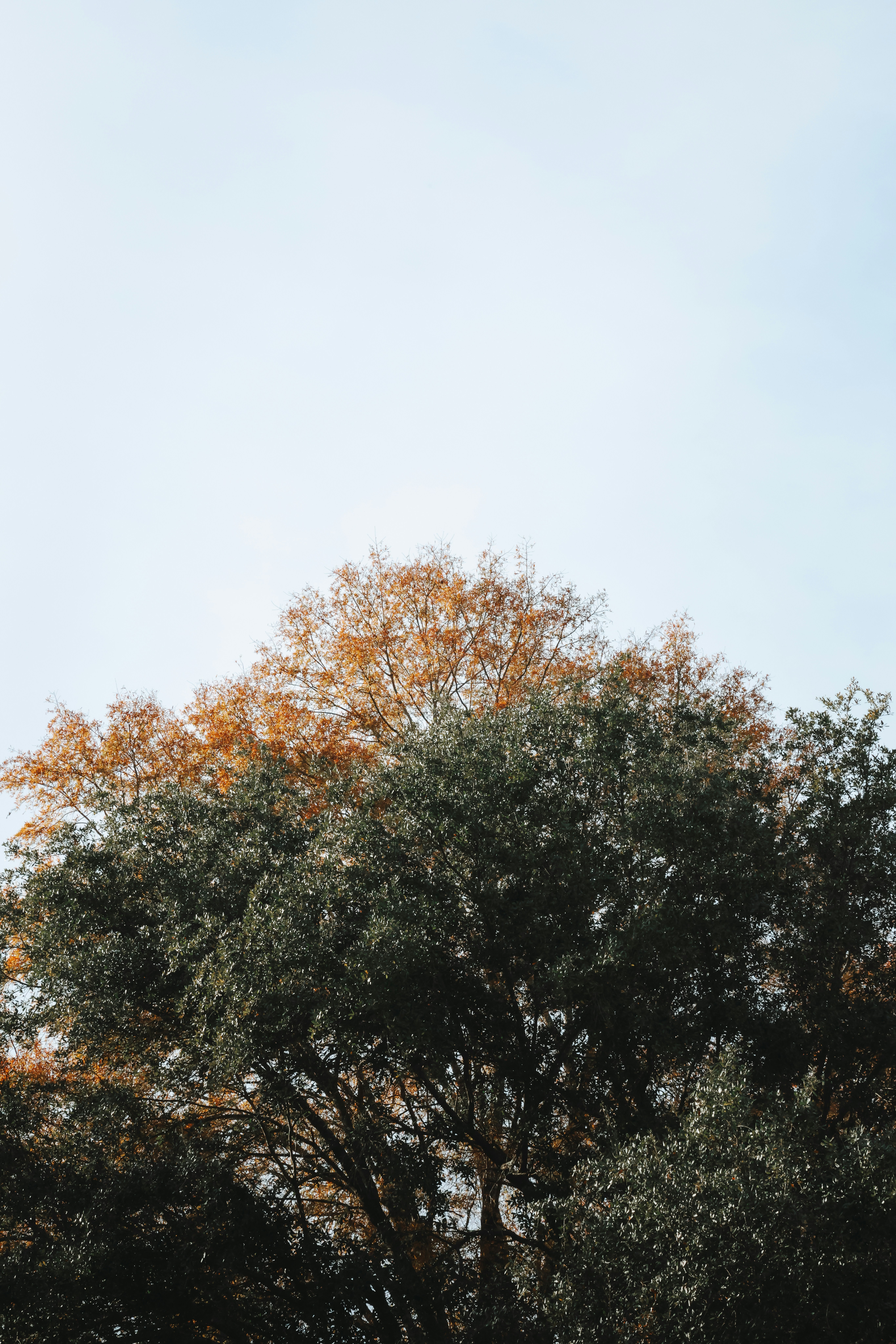 Ein hoher Uhrenturm, der über einem üppigen grünen Wald thront